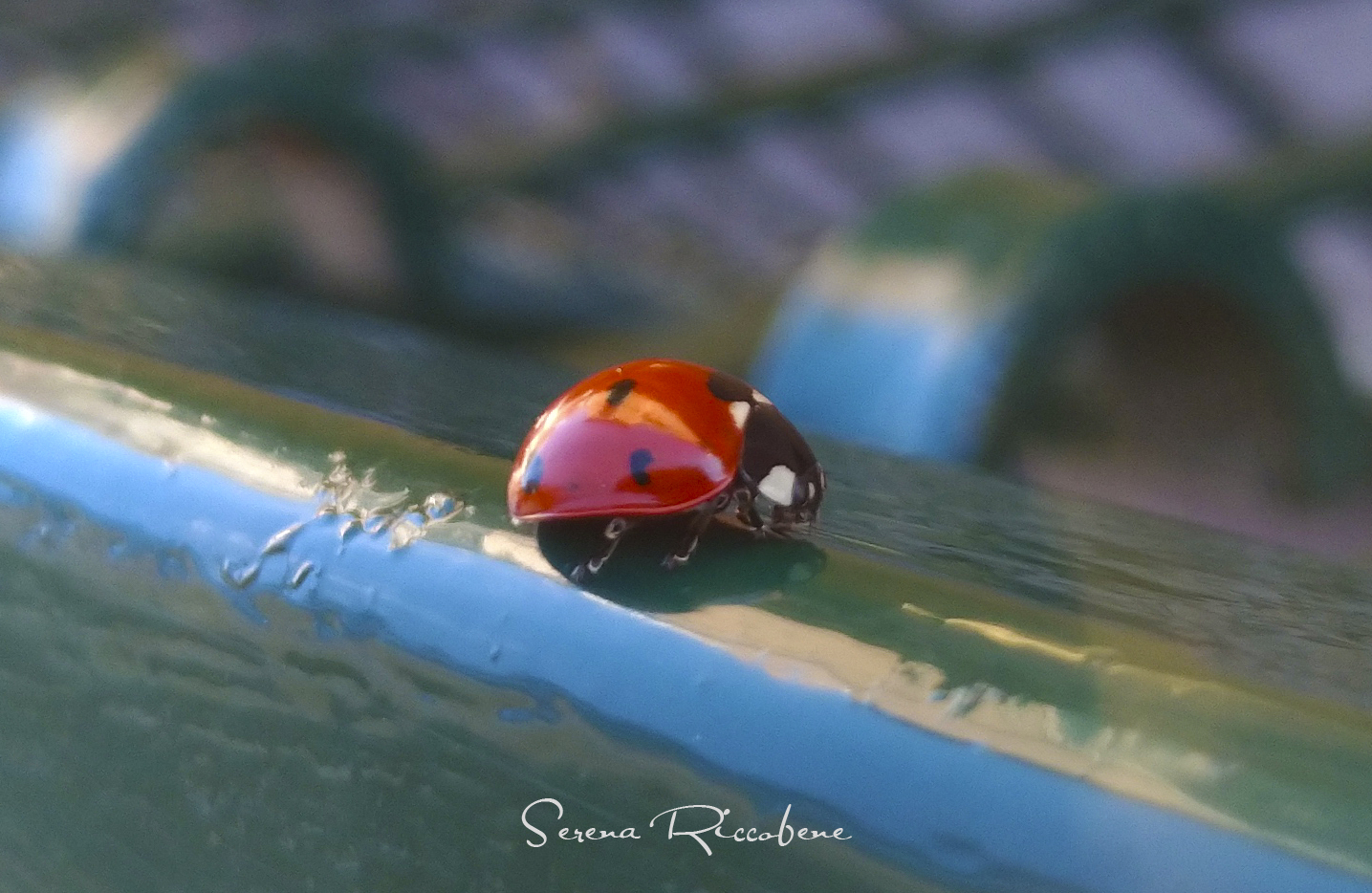 Ladybug