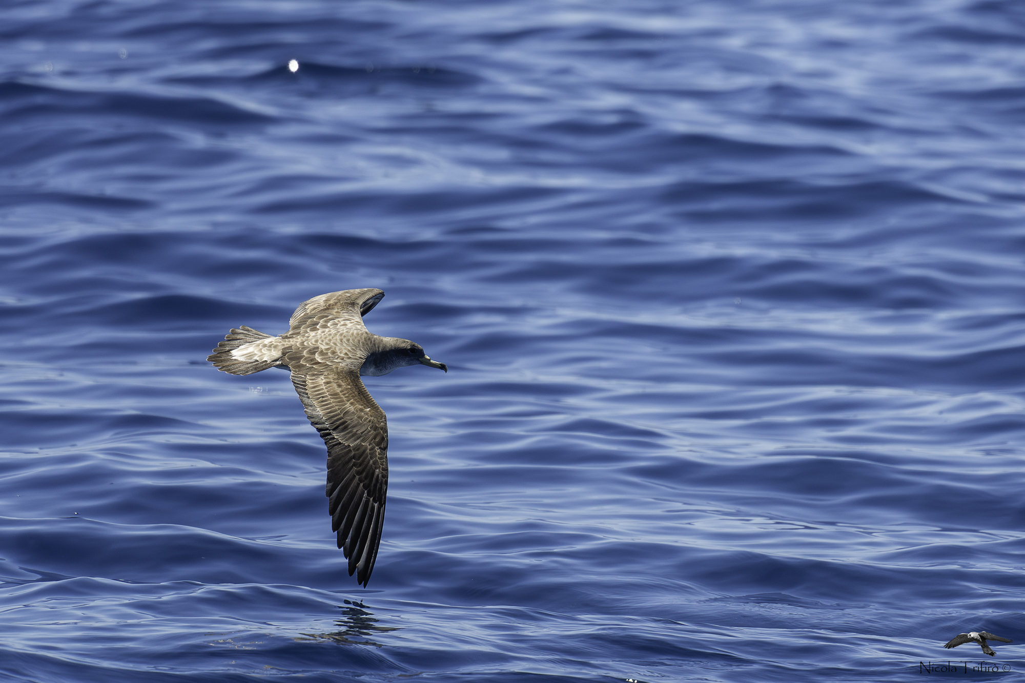 Cory's Shearwater