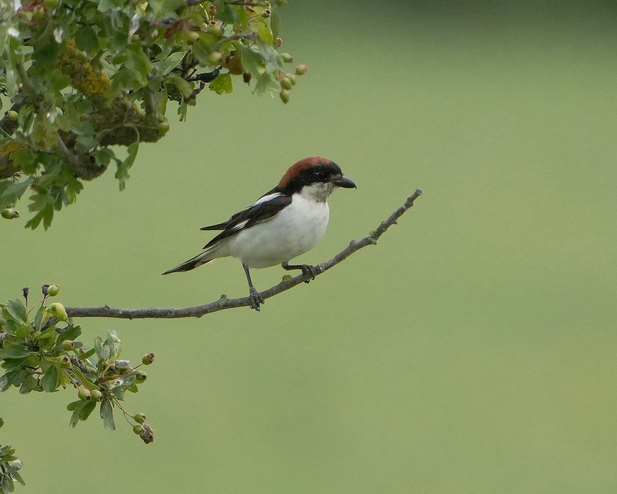 red-backed shrike