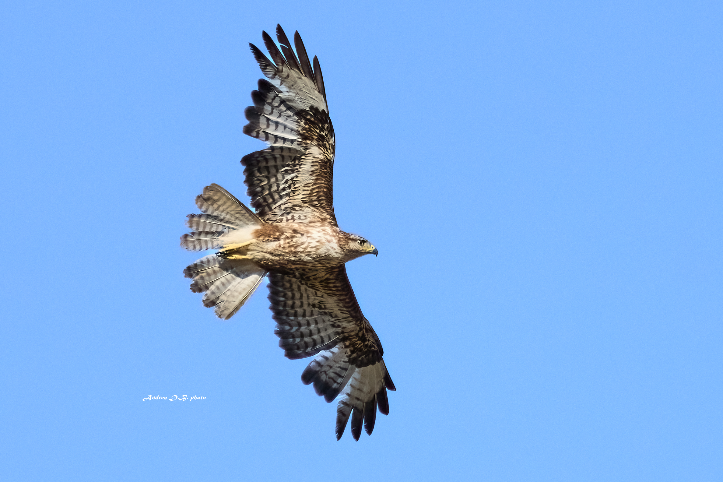 Poiana (Buteo buteo)