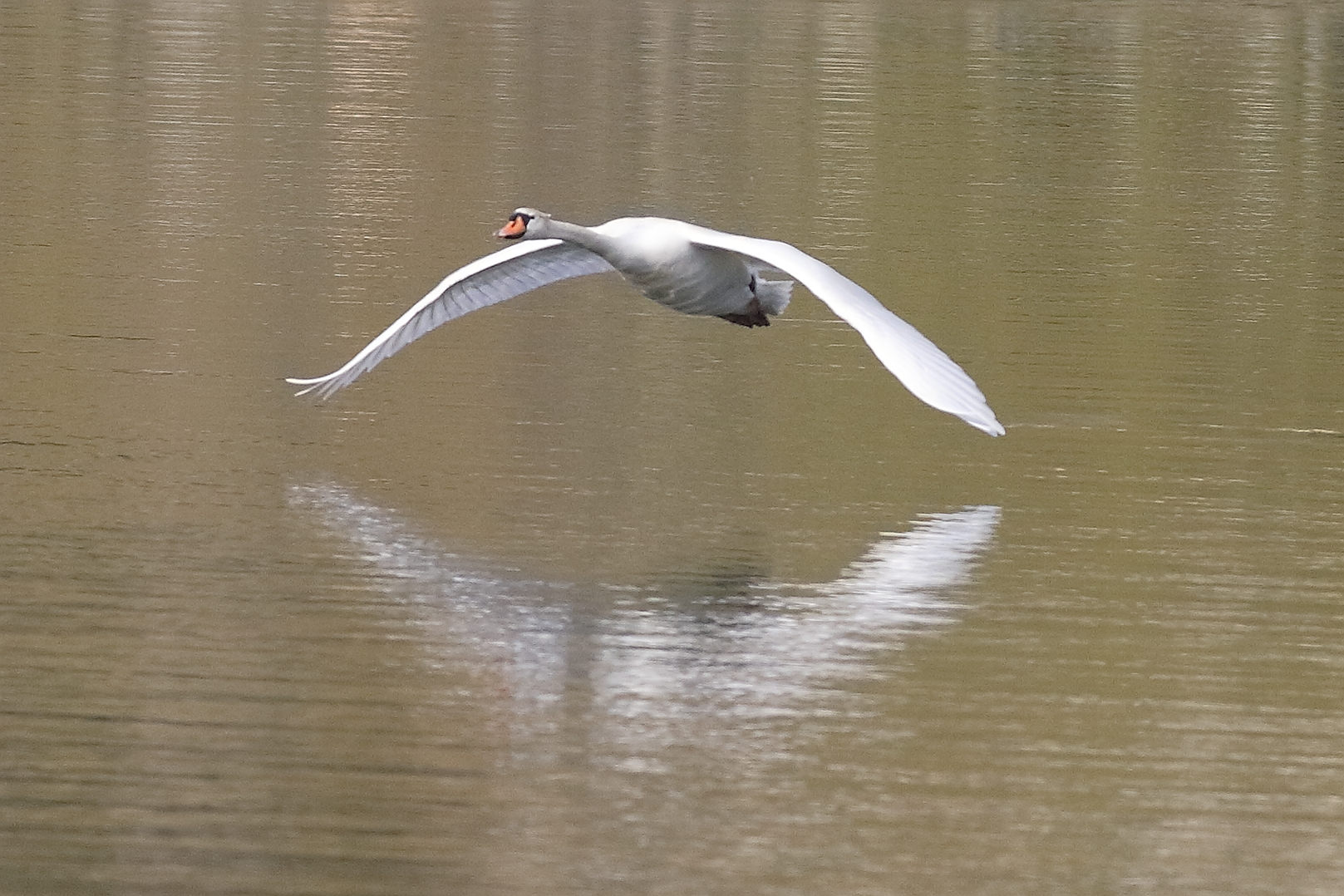 Cigno reale 02 aprile 2026