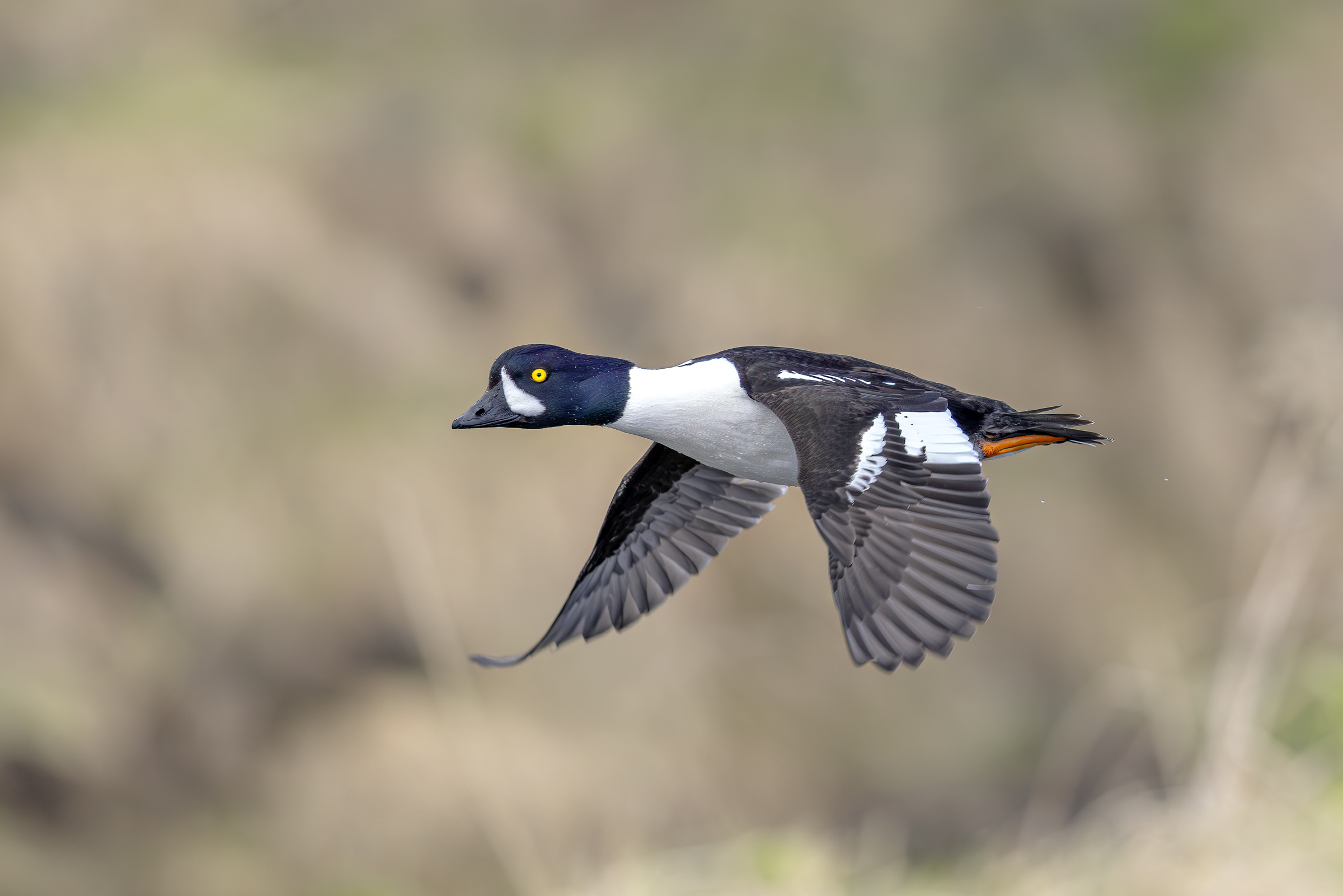 Quattrocchi D'Islanda - maschio in volo