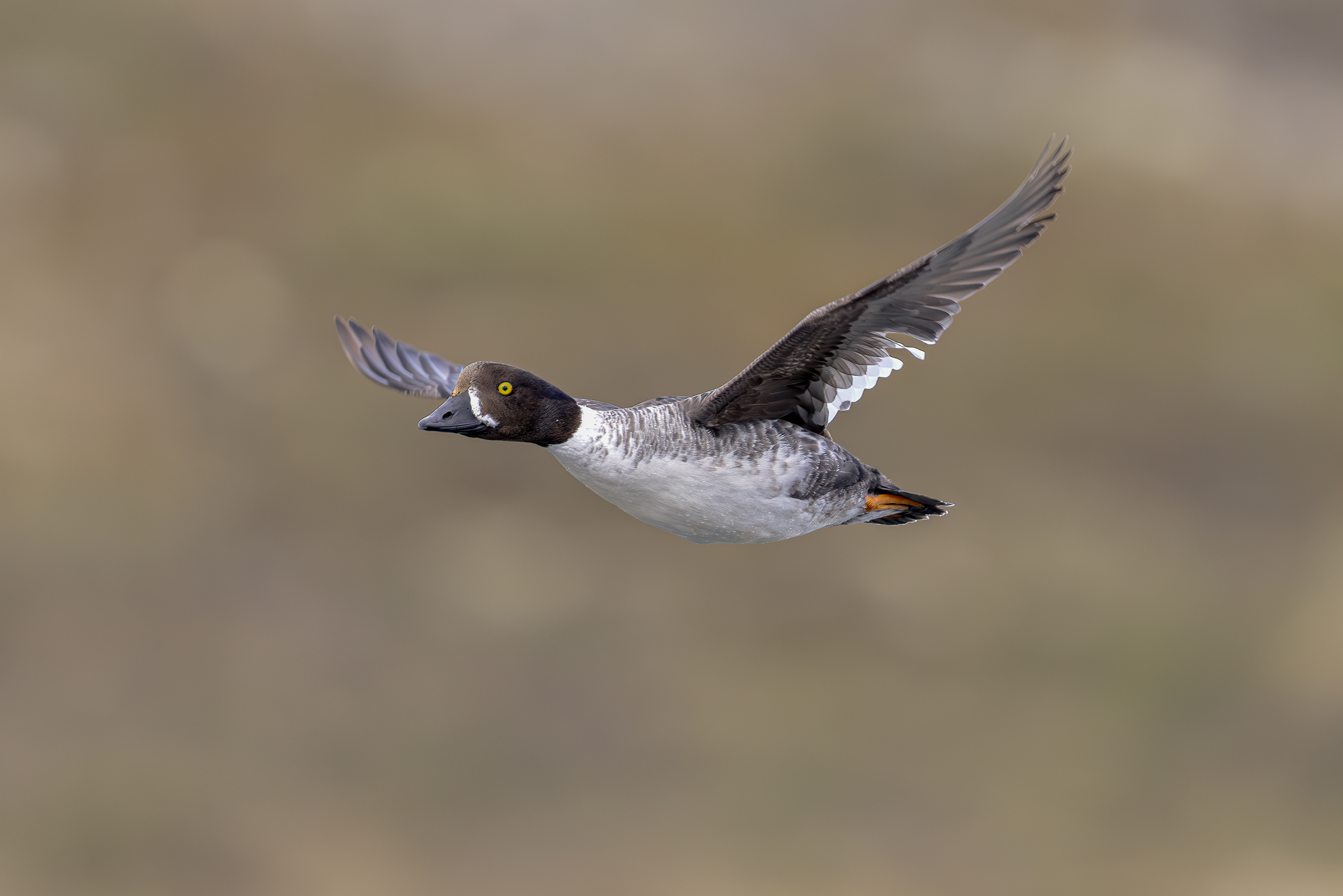 Quattrocchi D'Islanda - femmina in volo