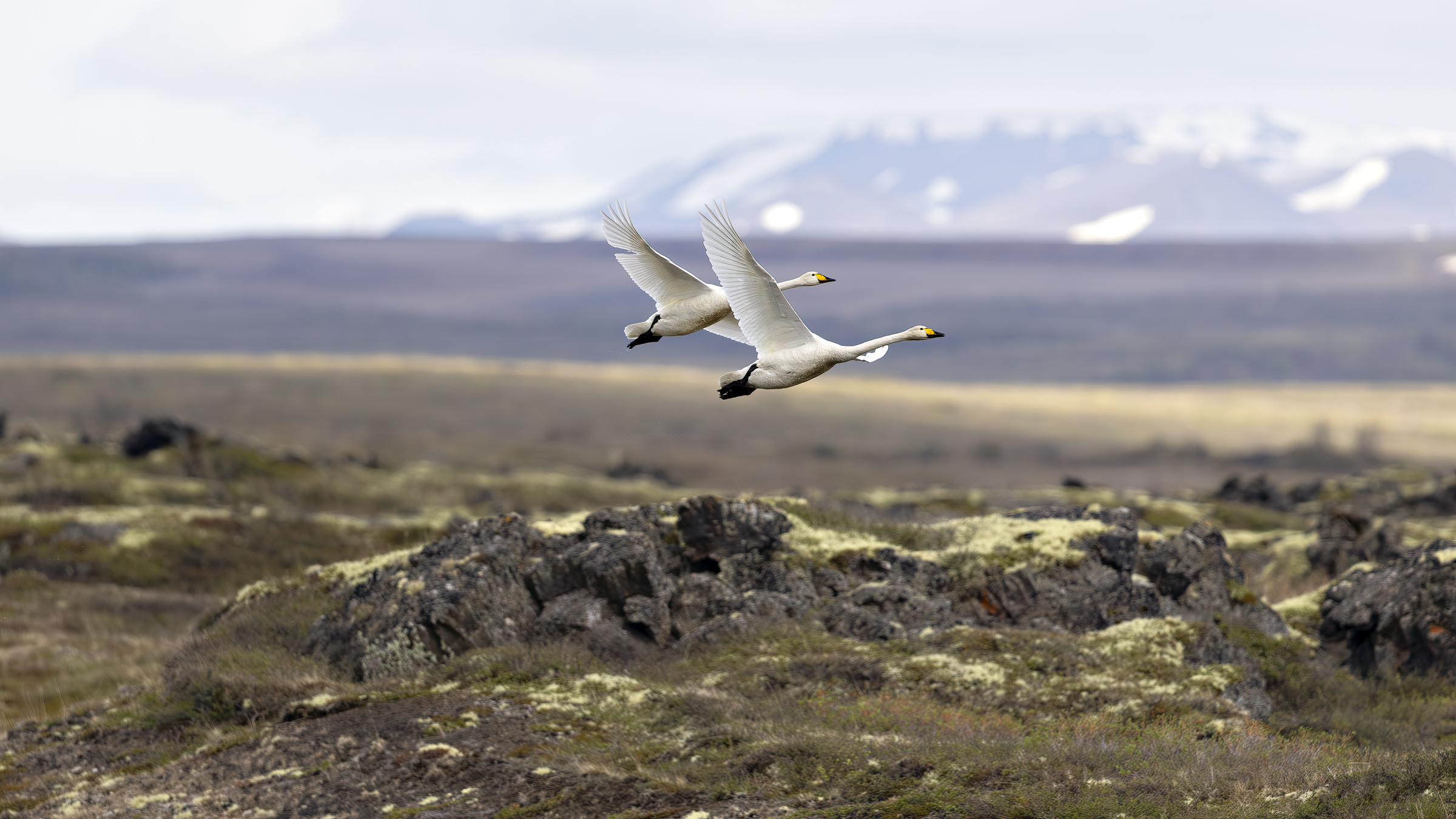 Cigno selvatico in ambiente islandese