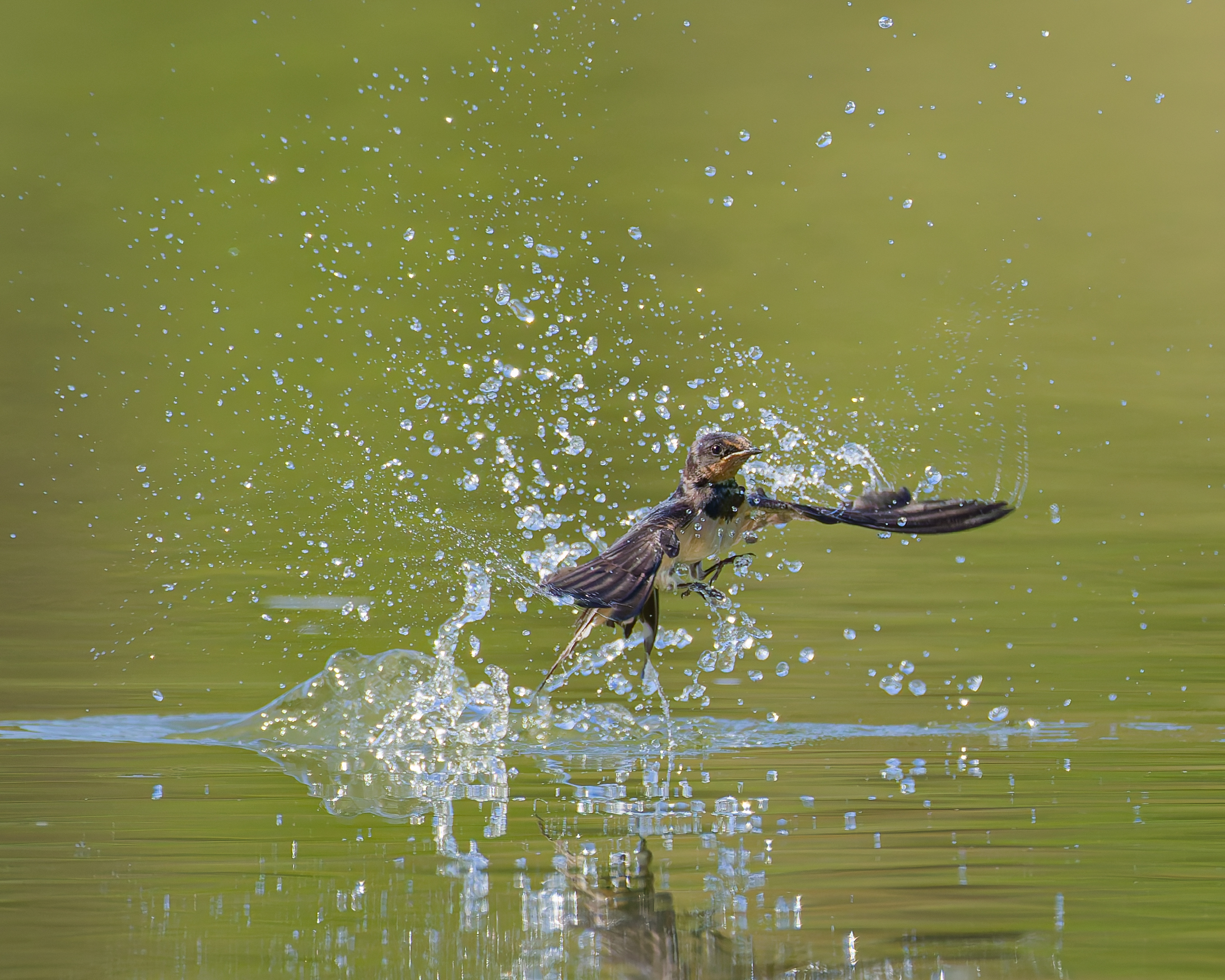 The Swallow Dip
