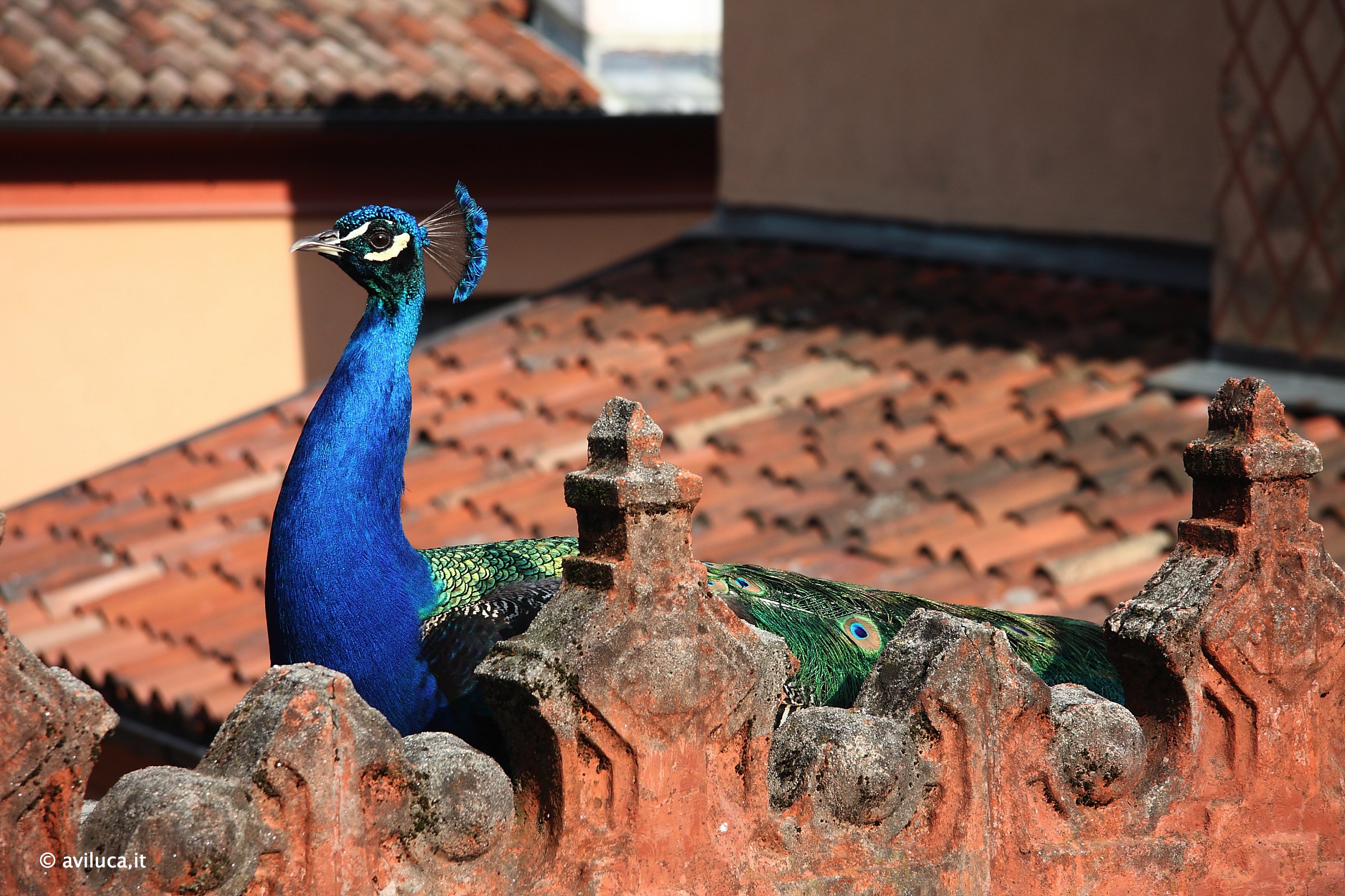 Pavone sentinella...