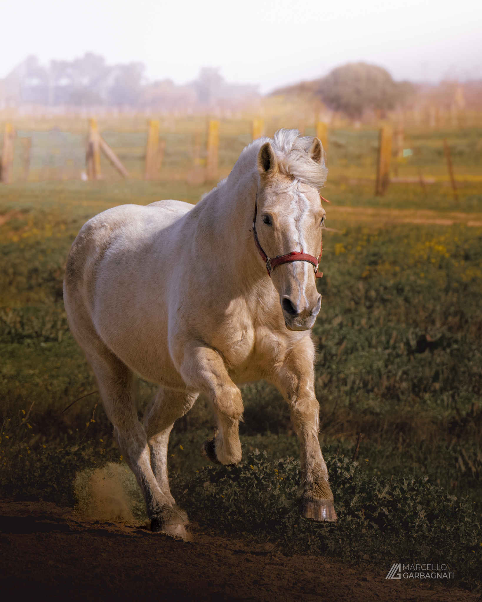 Galloping!