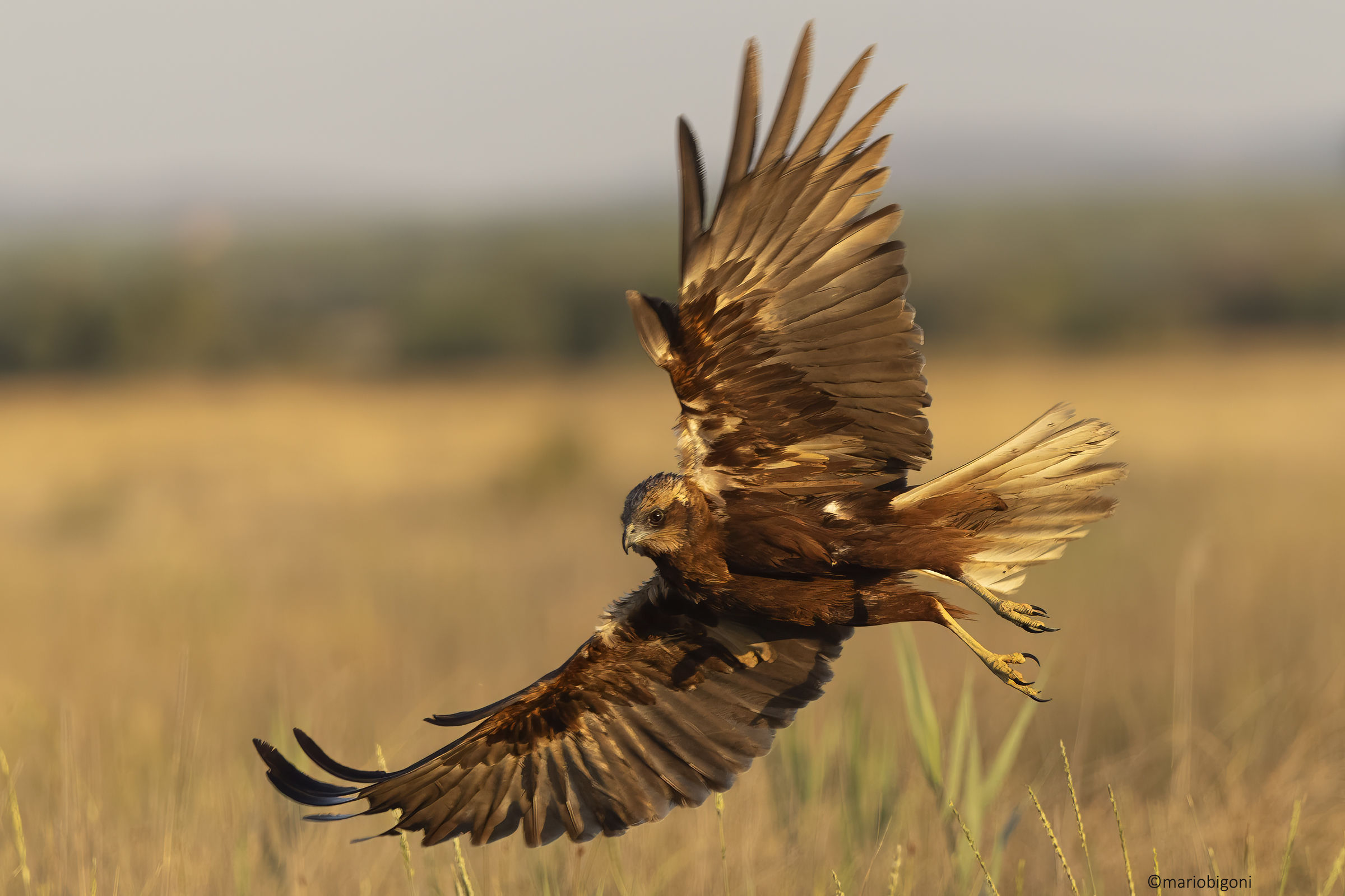 Falco di palude