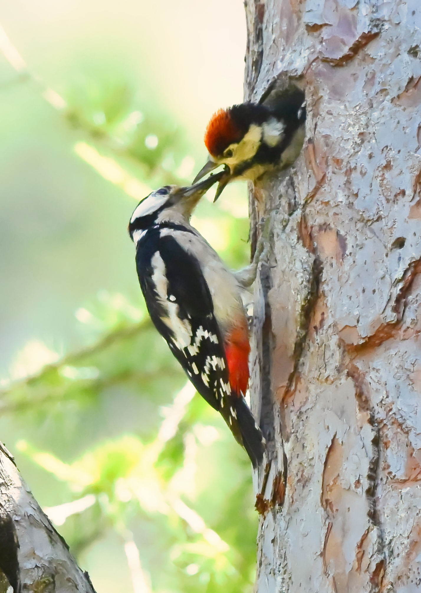 Lesser Spotted Woodpecker