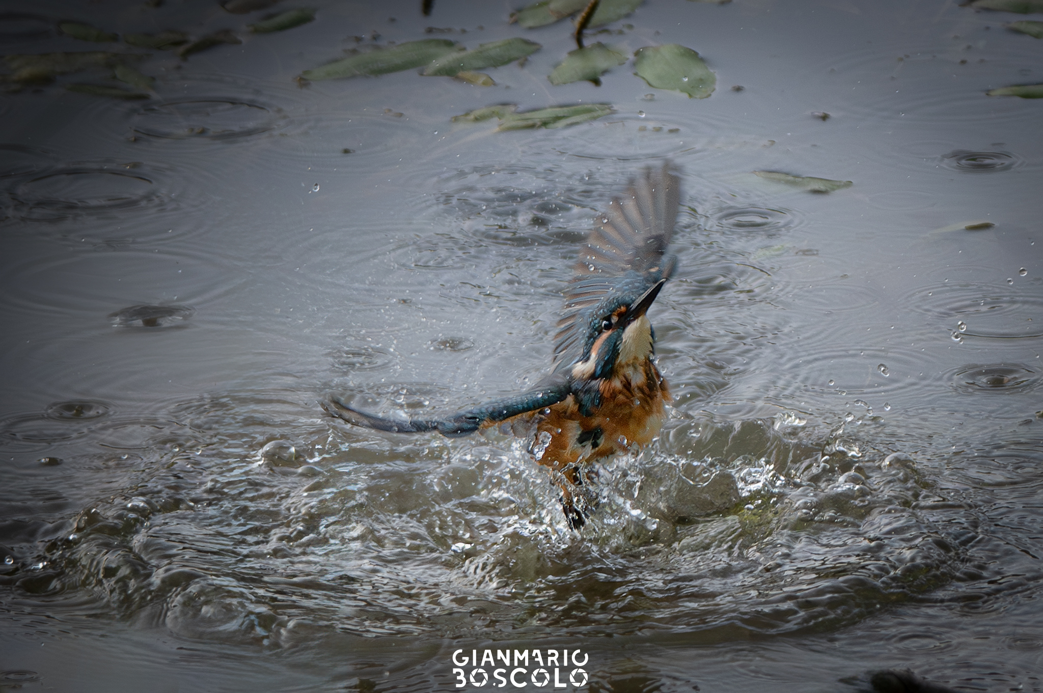 Kingfisher
