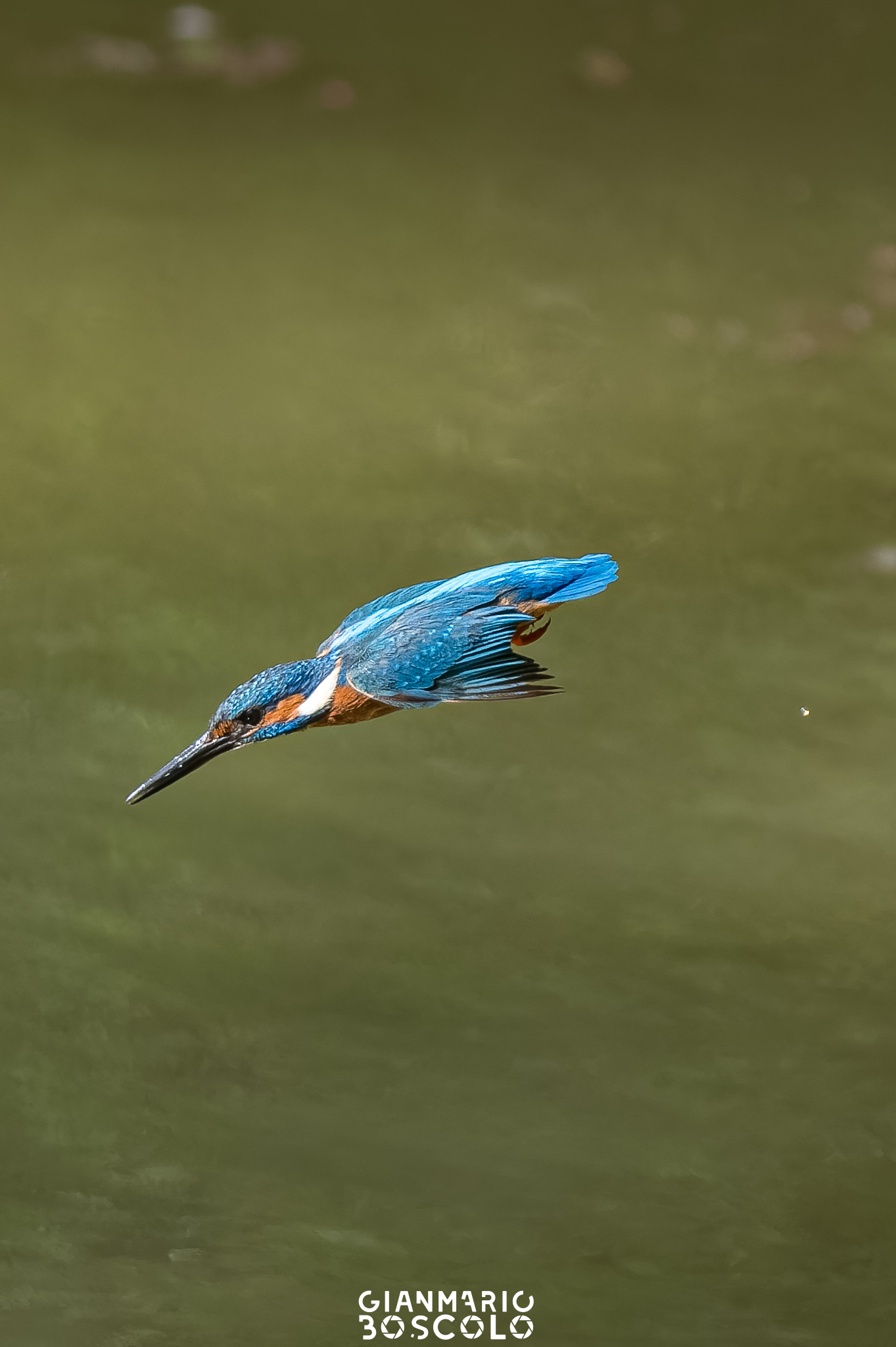 Kingfisher