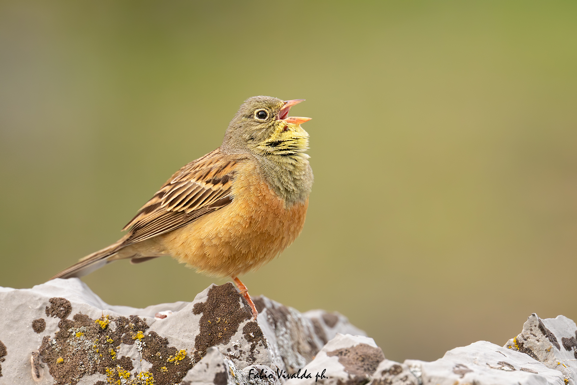 Ortolano in canto
