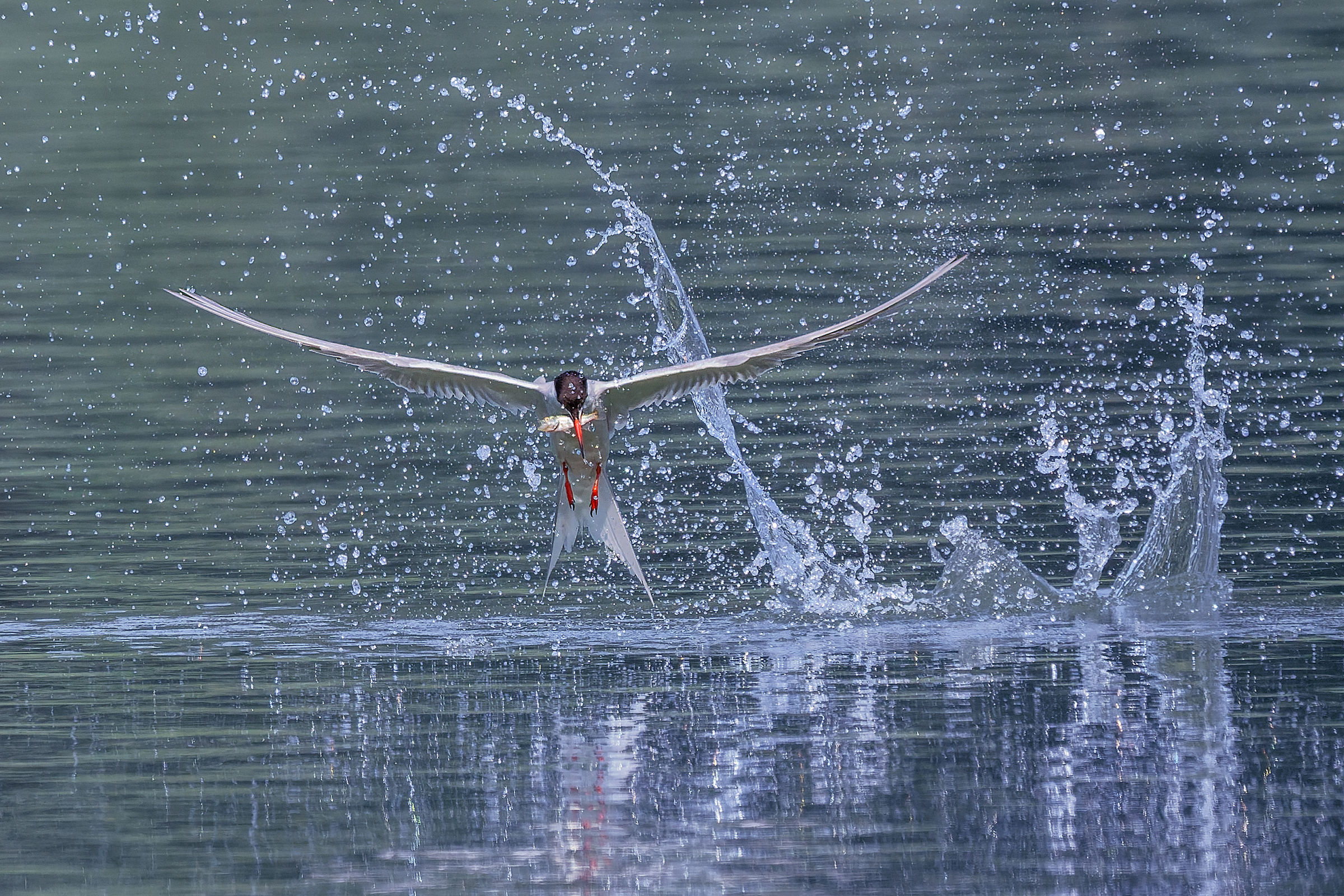 Splash and go!