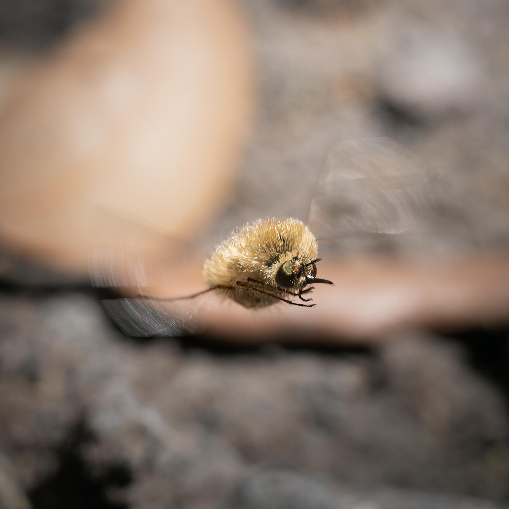 Bombylius minor