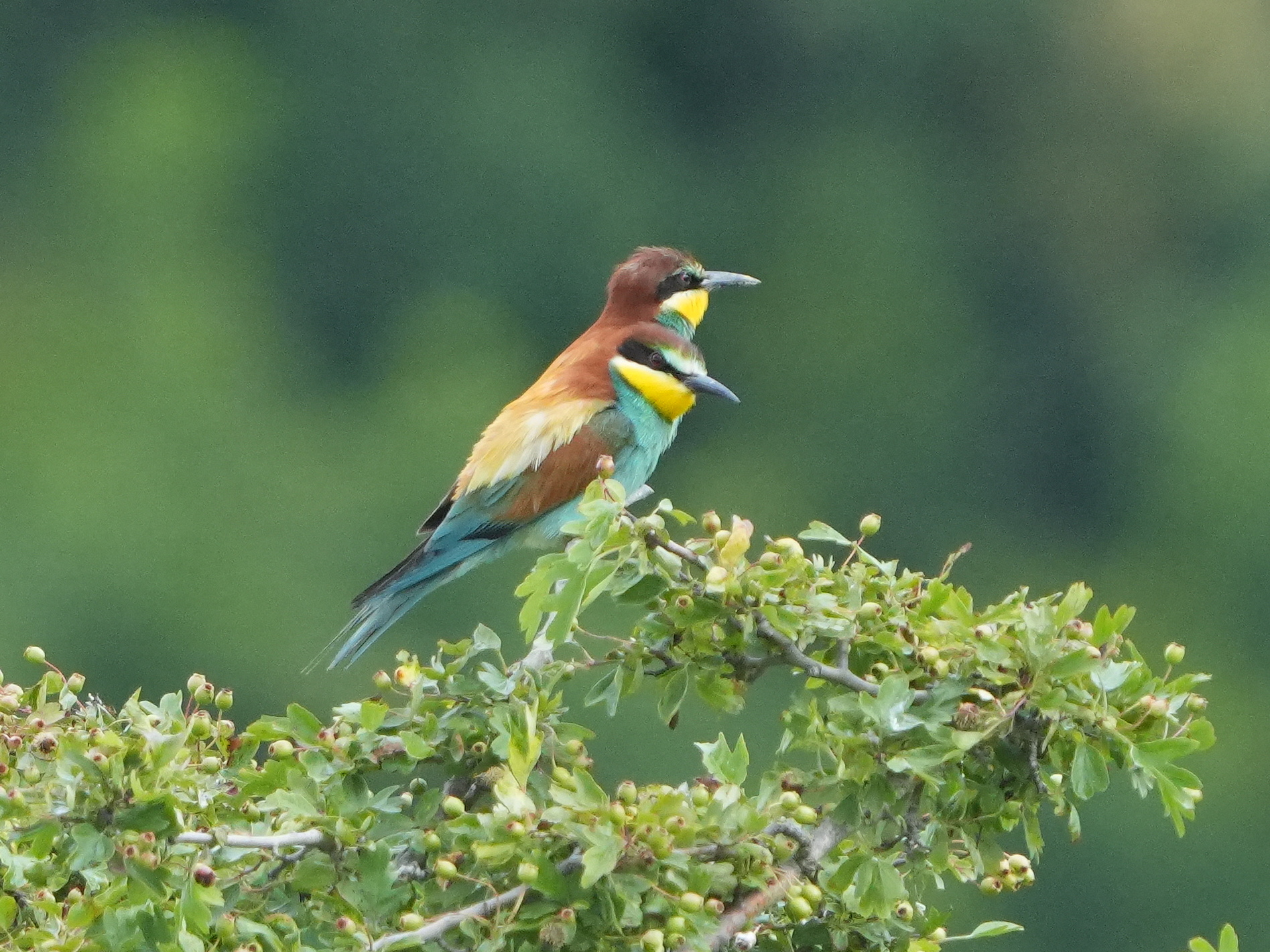 Siamese bee-eaters