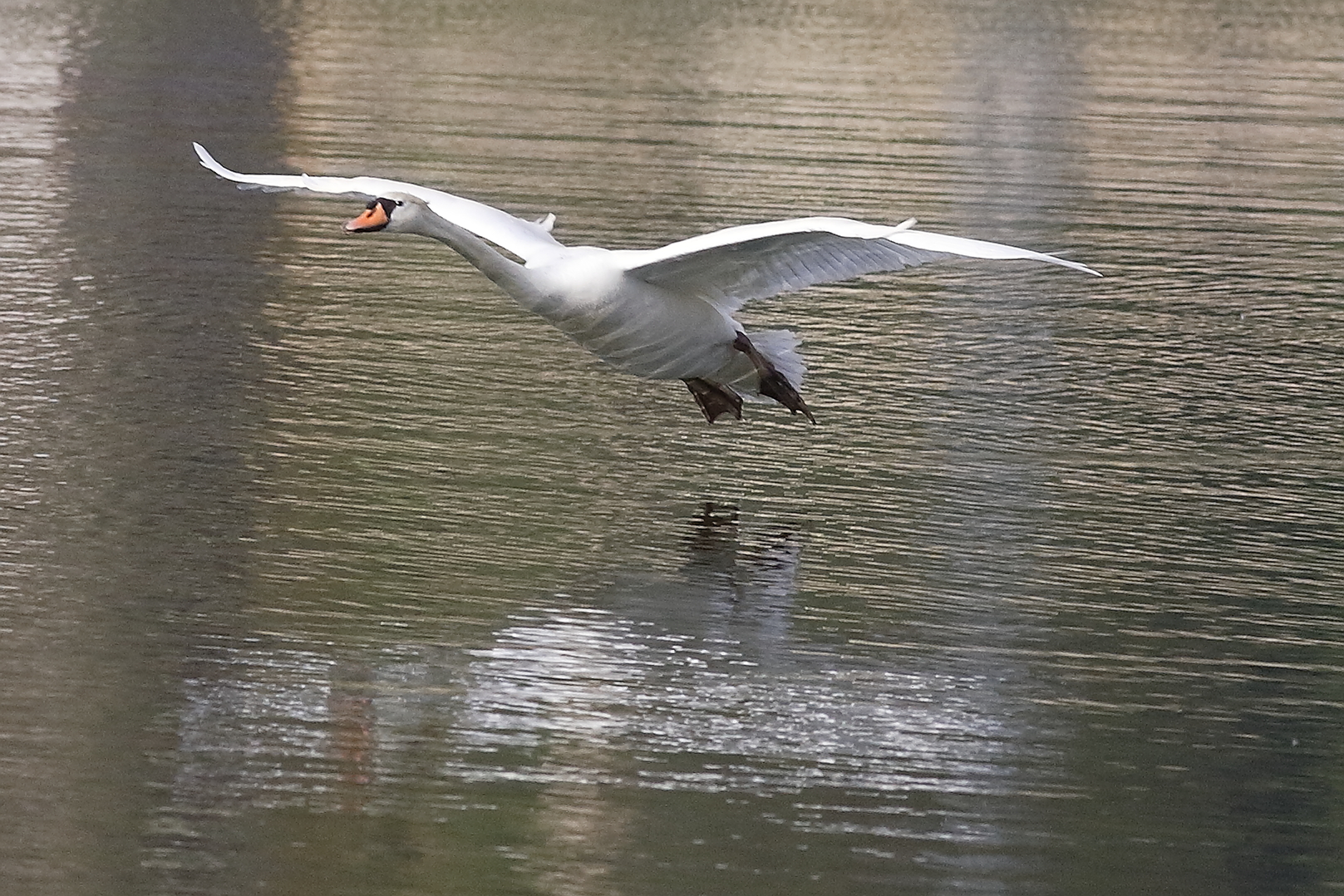 Cigno reale 02 aprile 2026