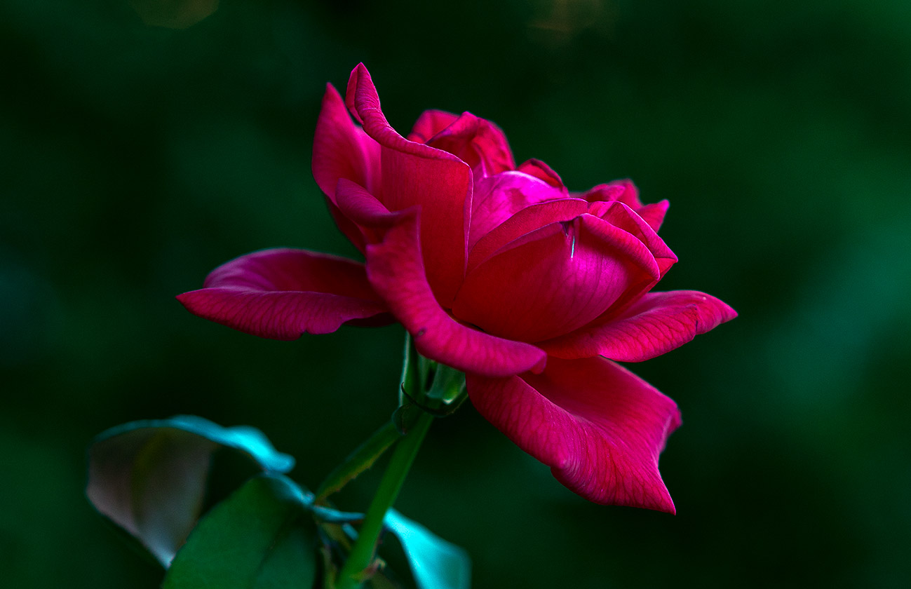 Passion