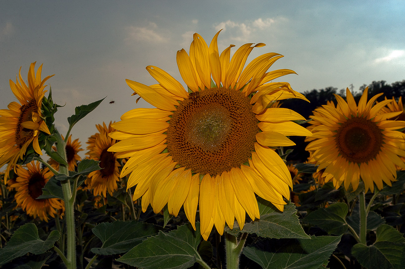 Sunflower