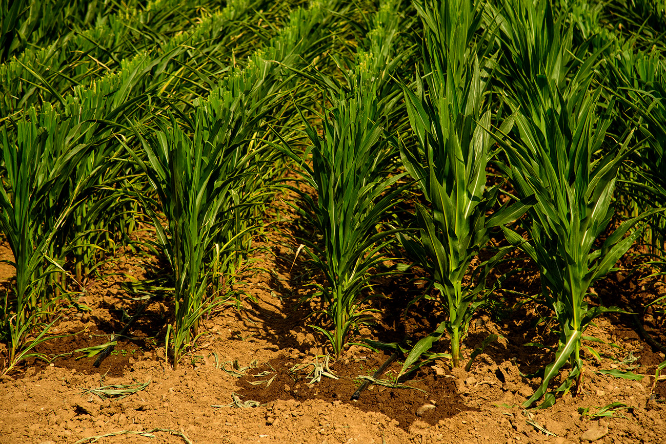 Field