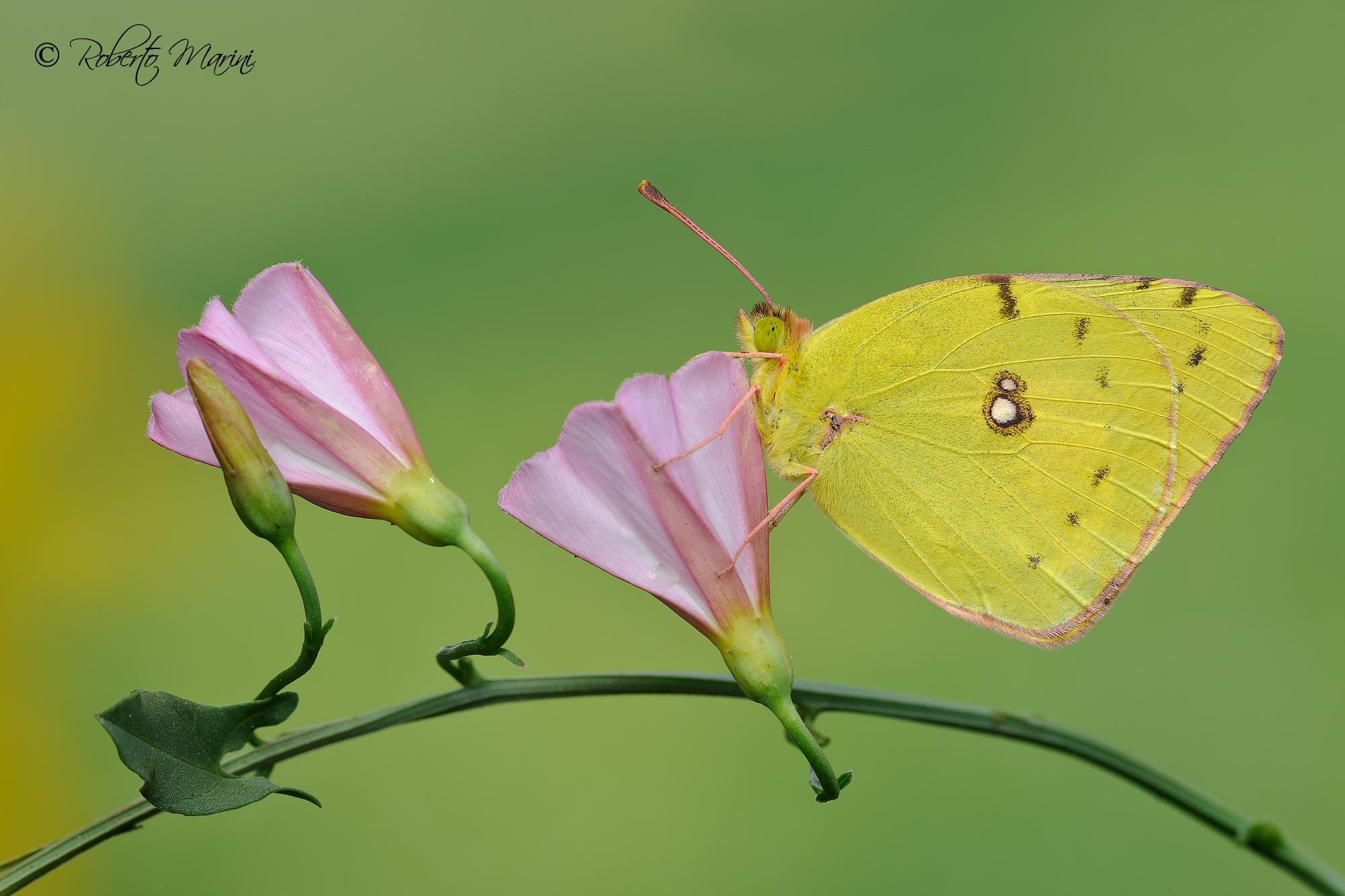 din don dan (Colias crocea)