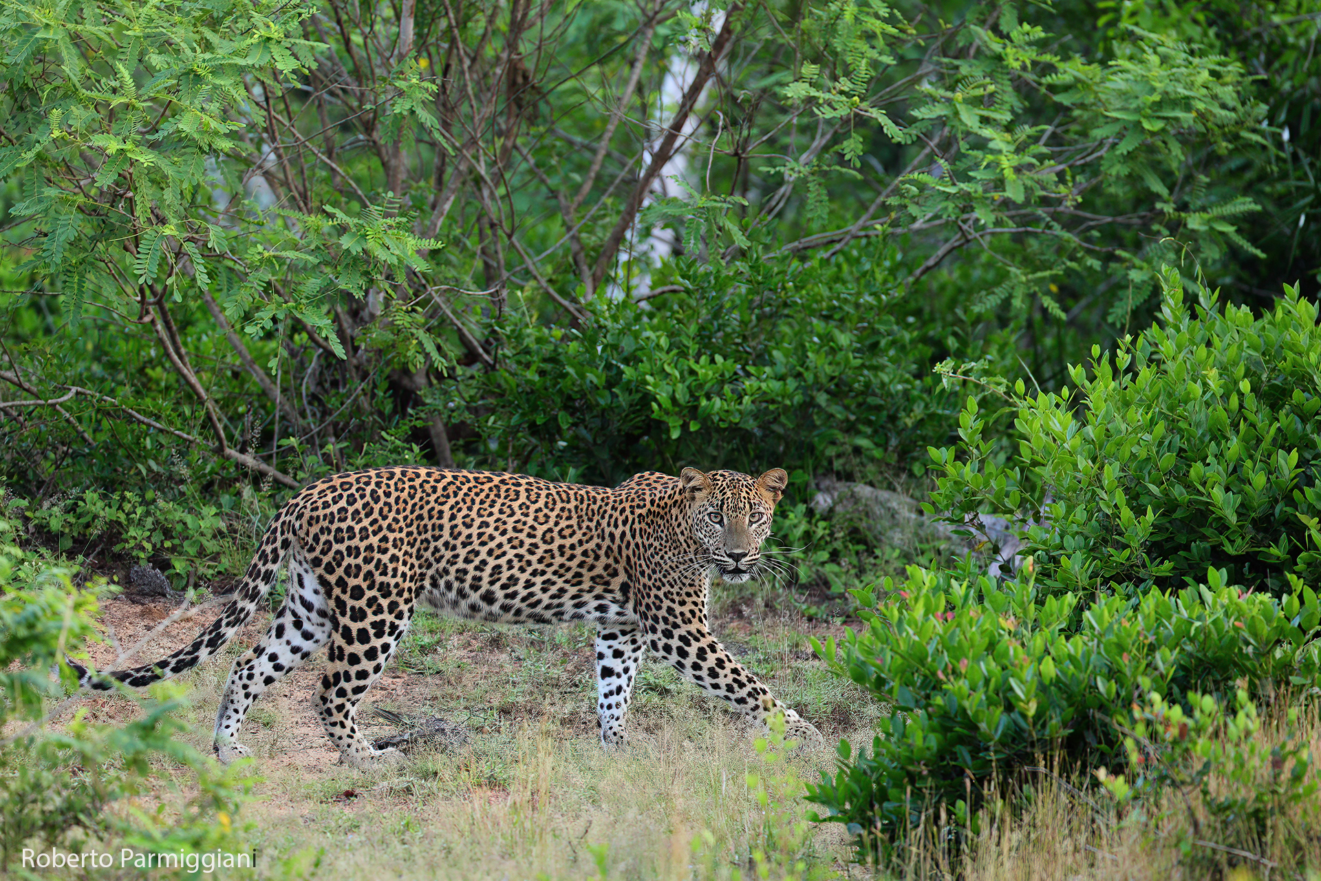 Leopardo dello Srilanka