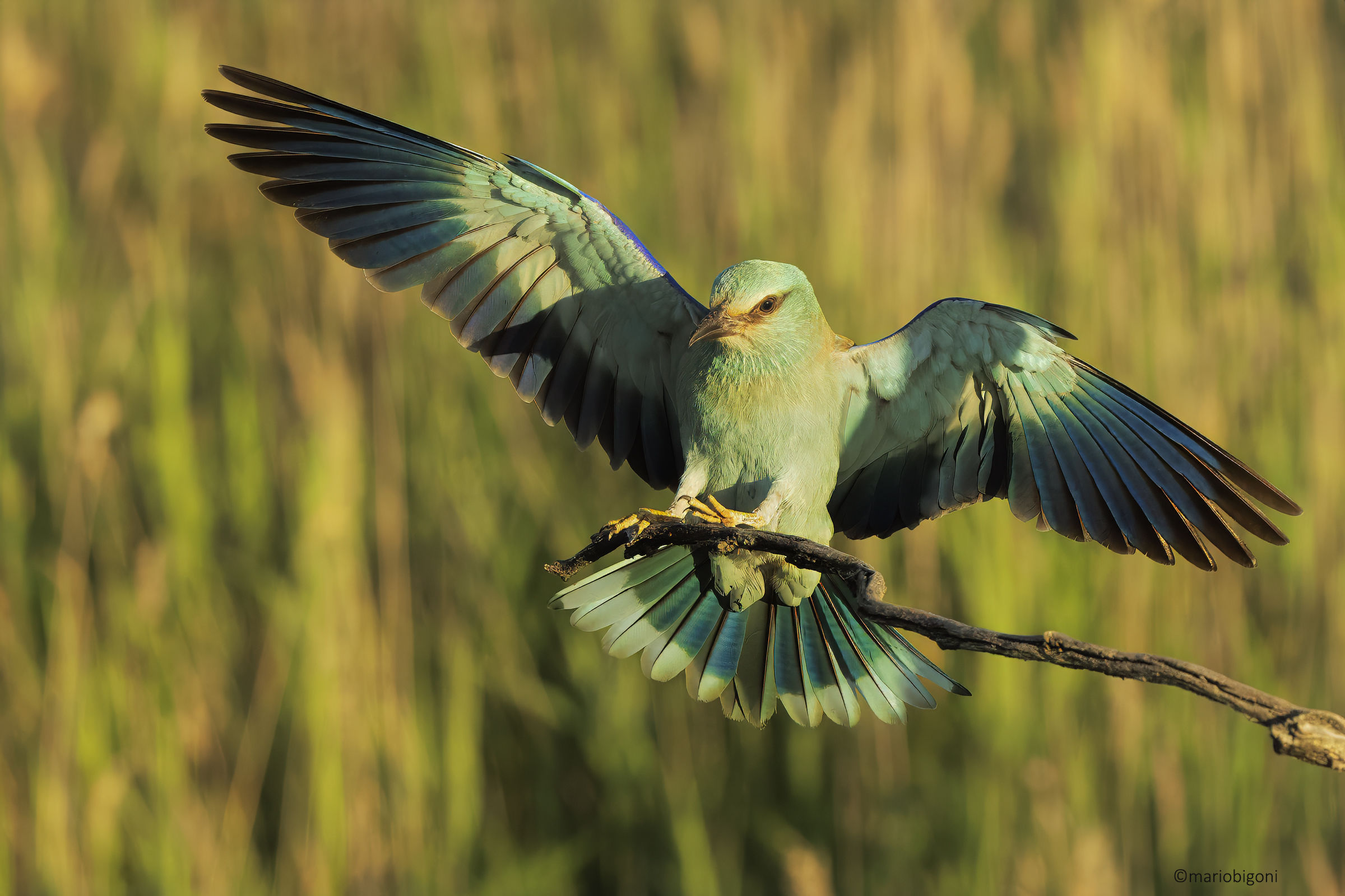 European jay