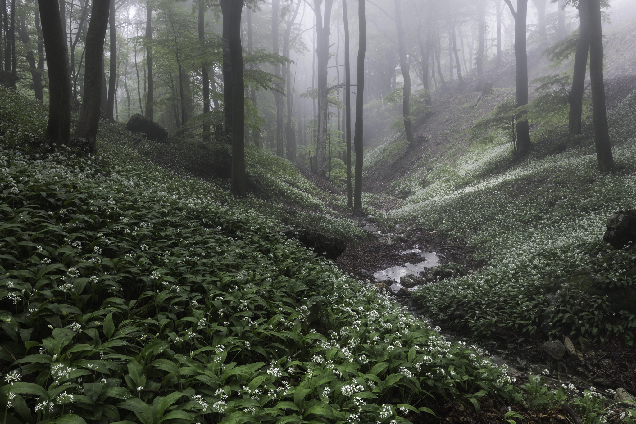 Il profumo della nebbia