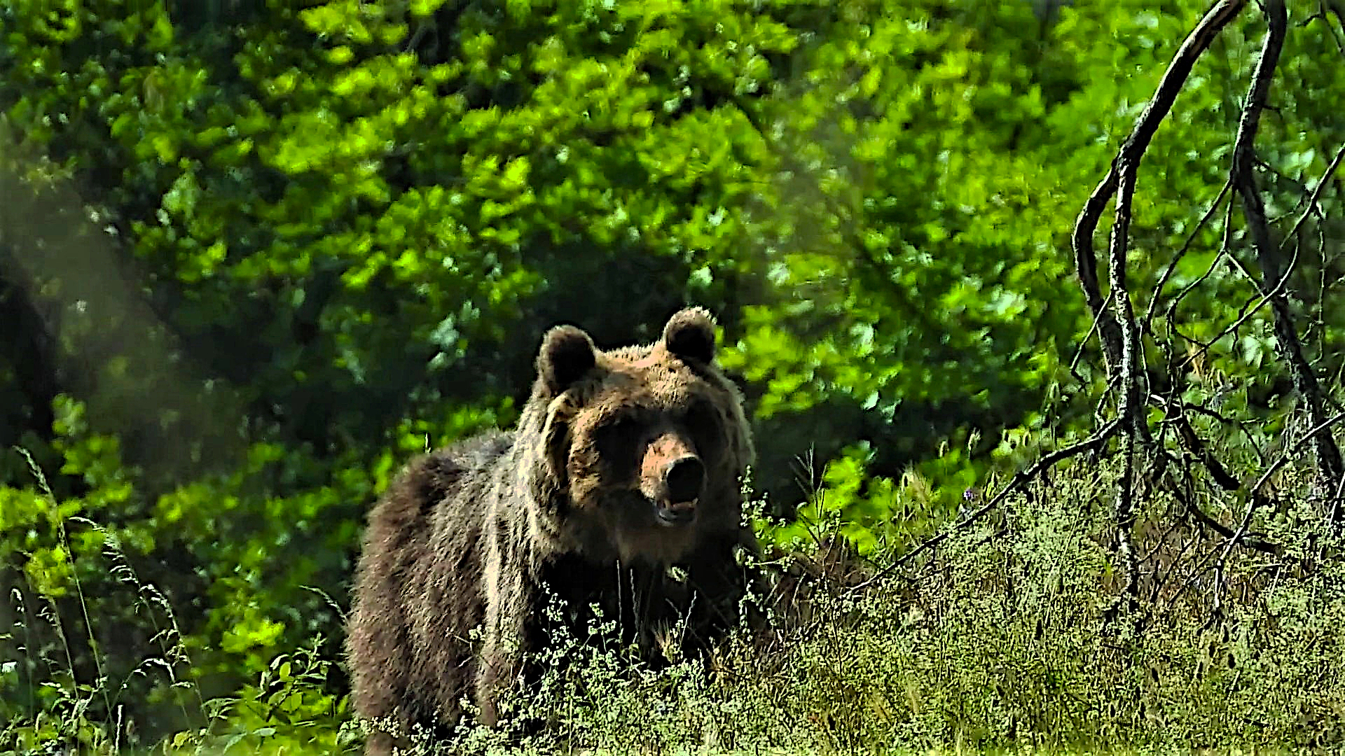 Orso Marsicano pnalm