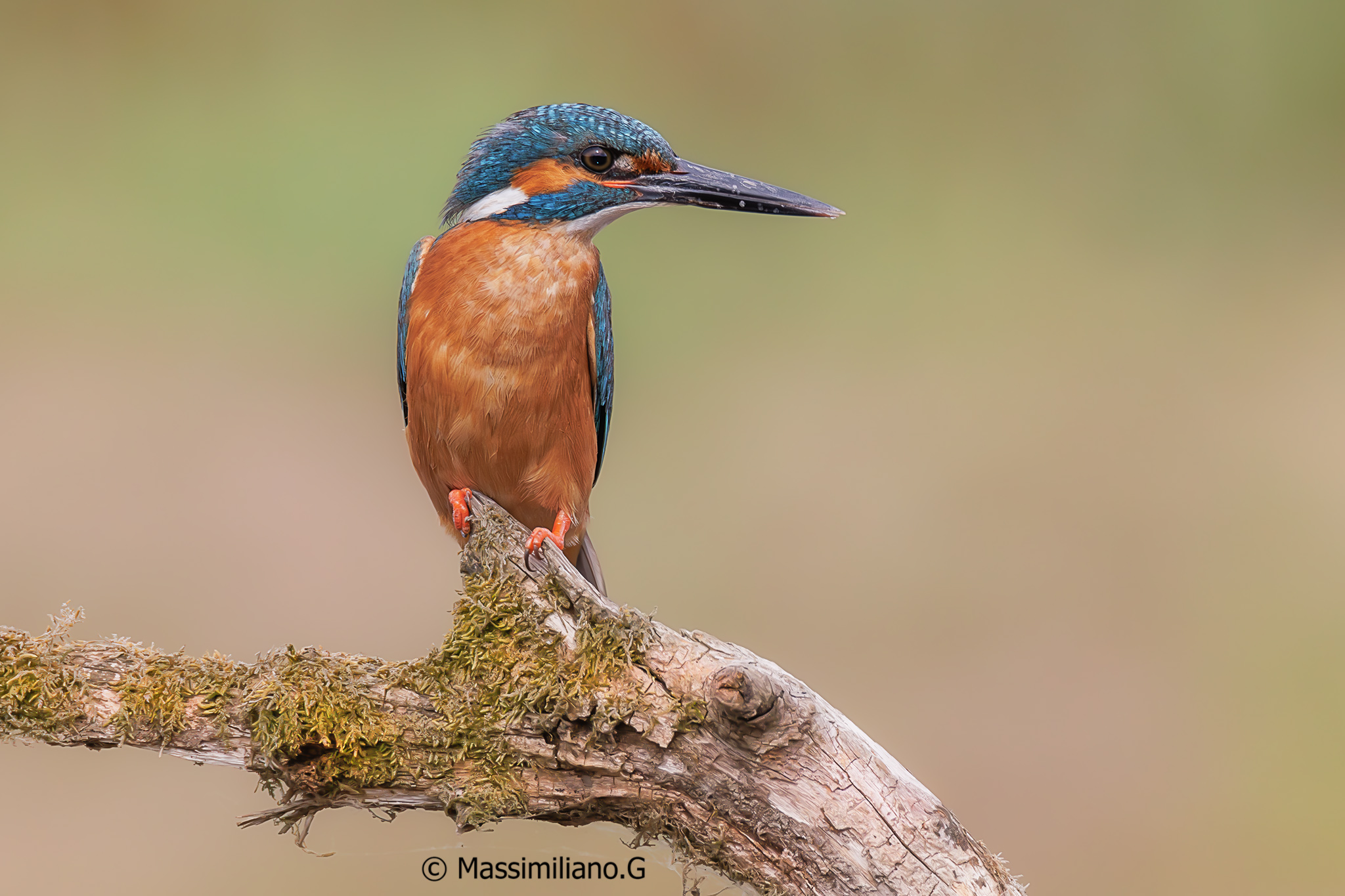 Kingfisher