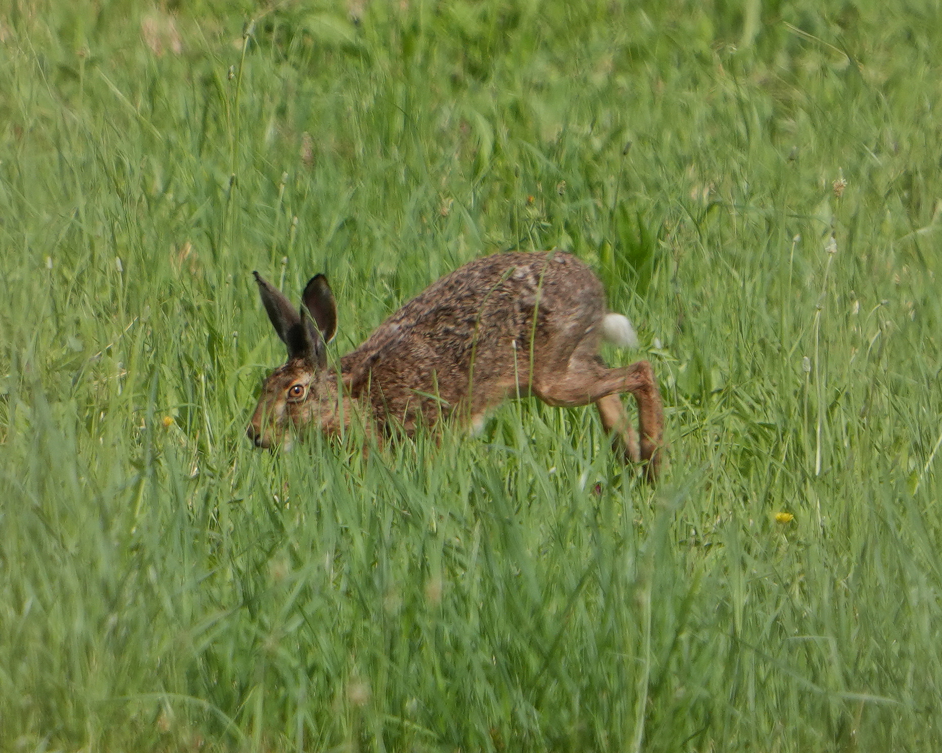 hare
