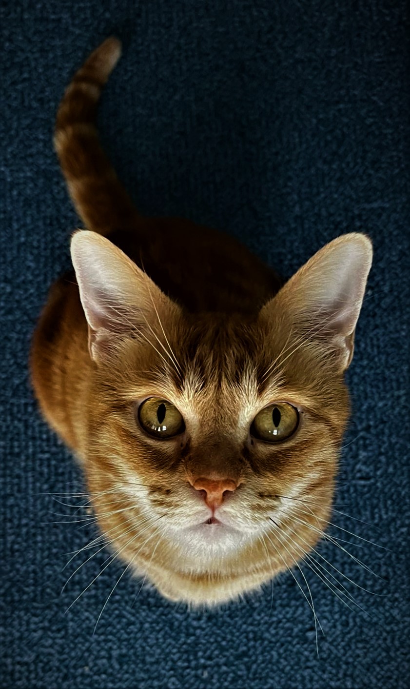 Leo