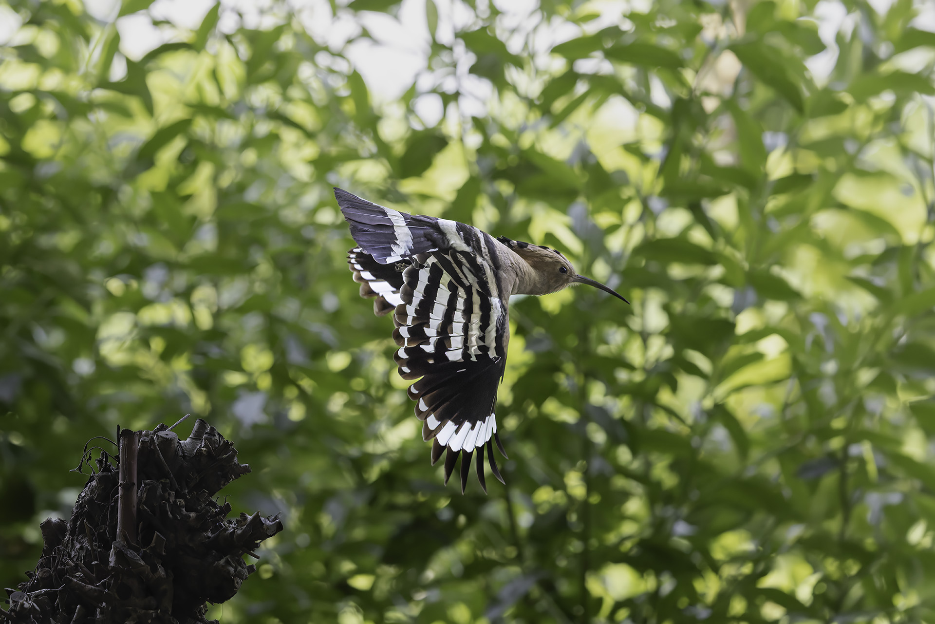 Hoopoe
