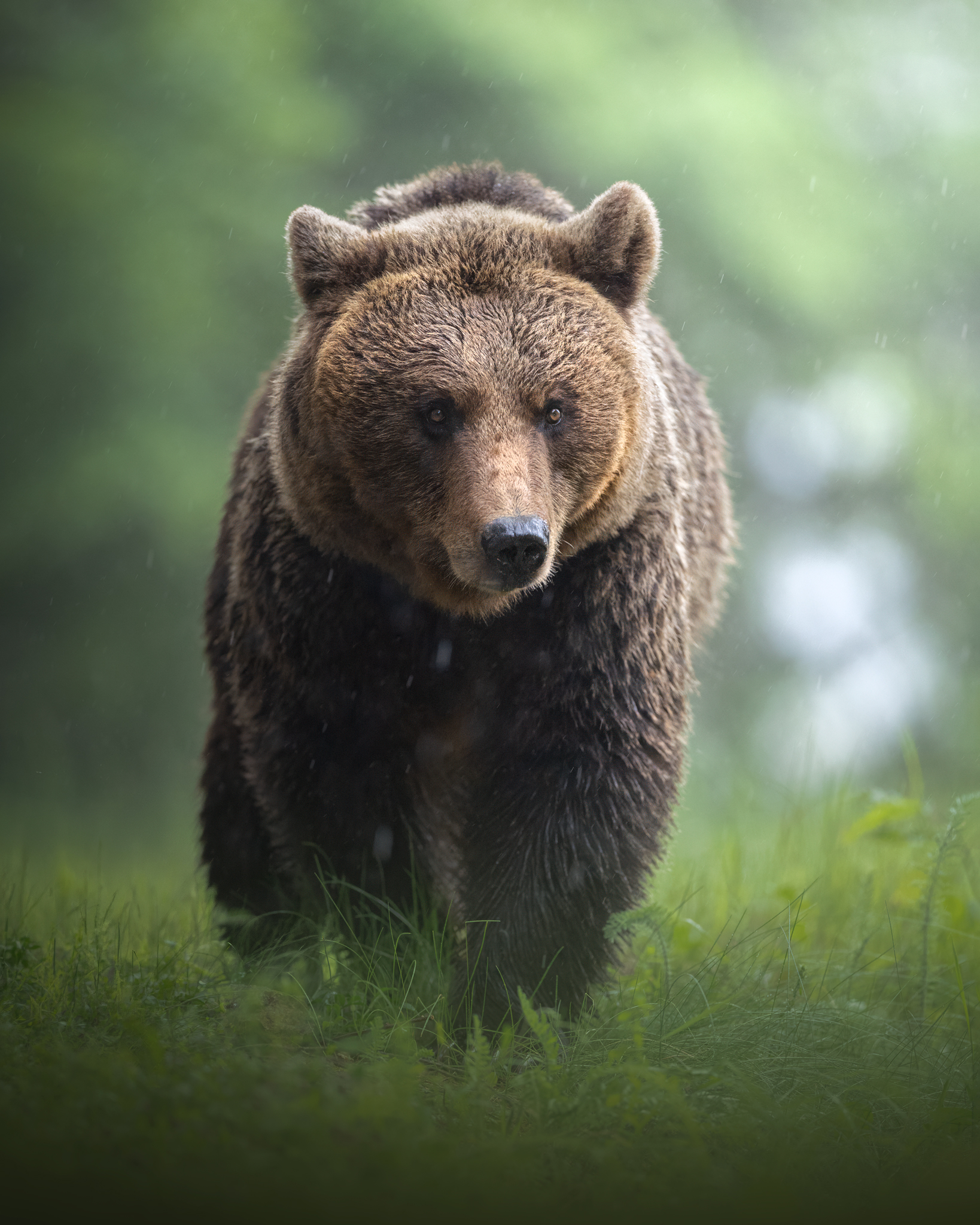 Brown bear
