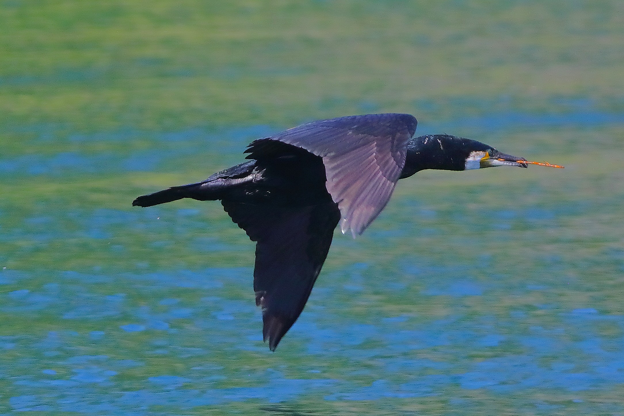 Cormorano 19 giugno 2026
