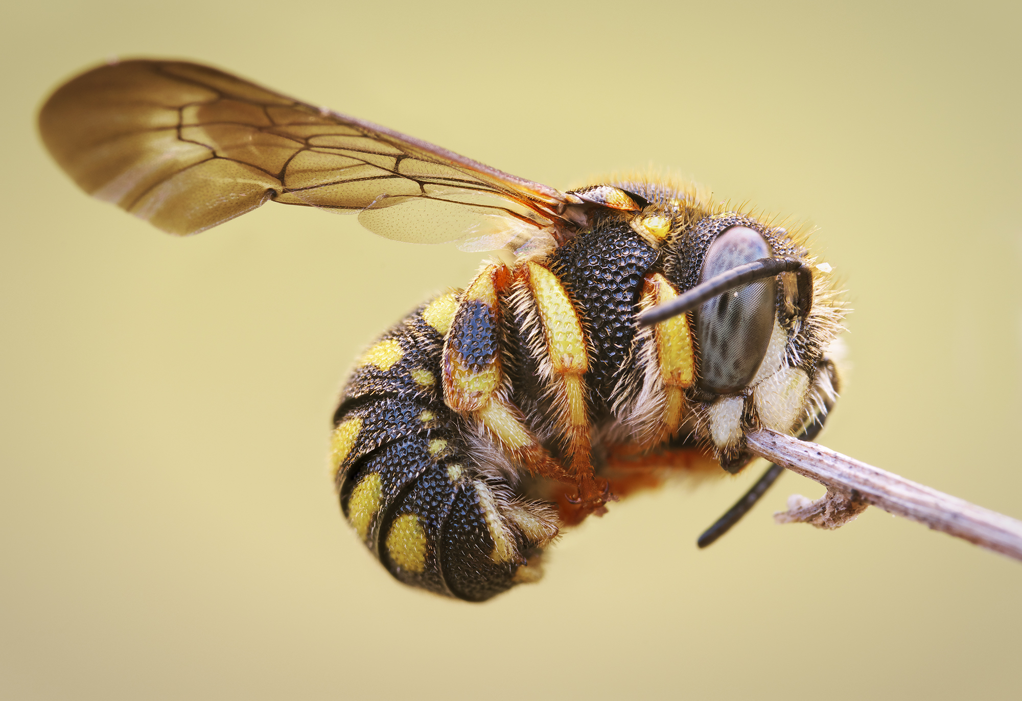 Anthidiellum strigatum