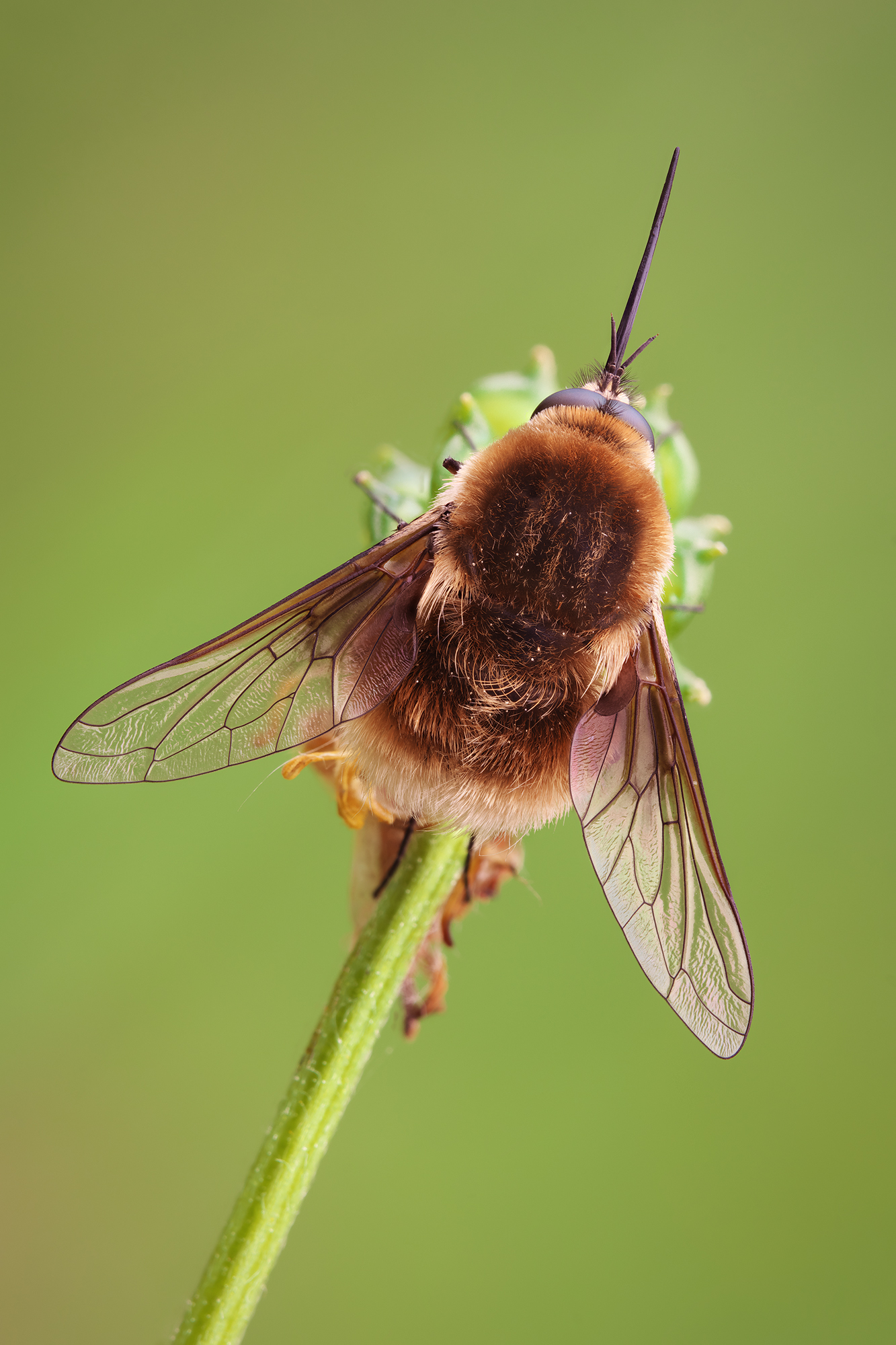 Systoechus ctenopterus