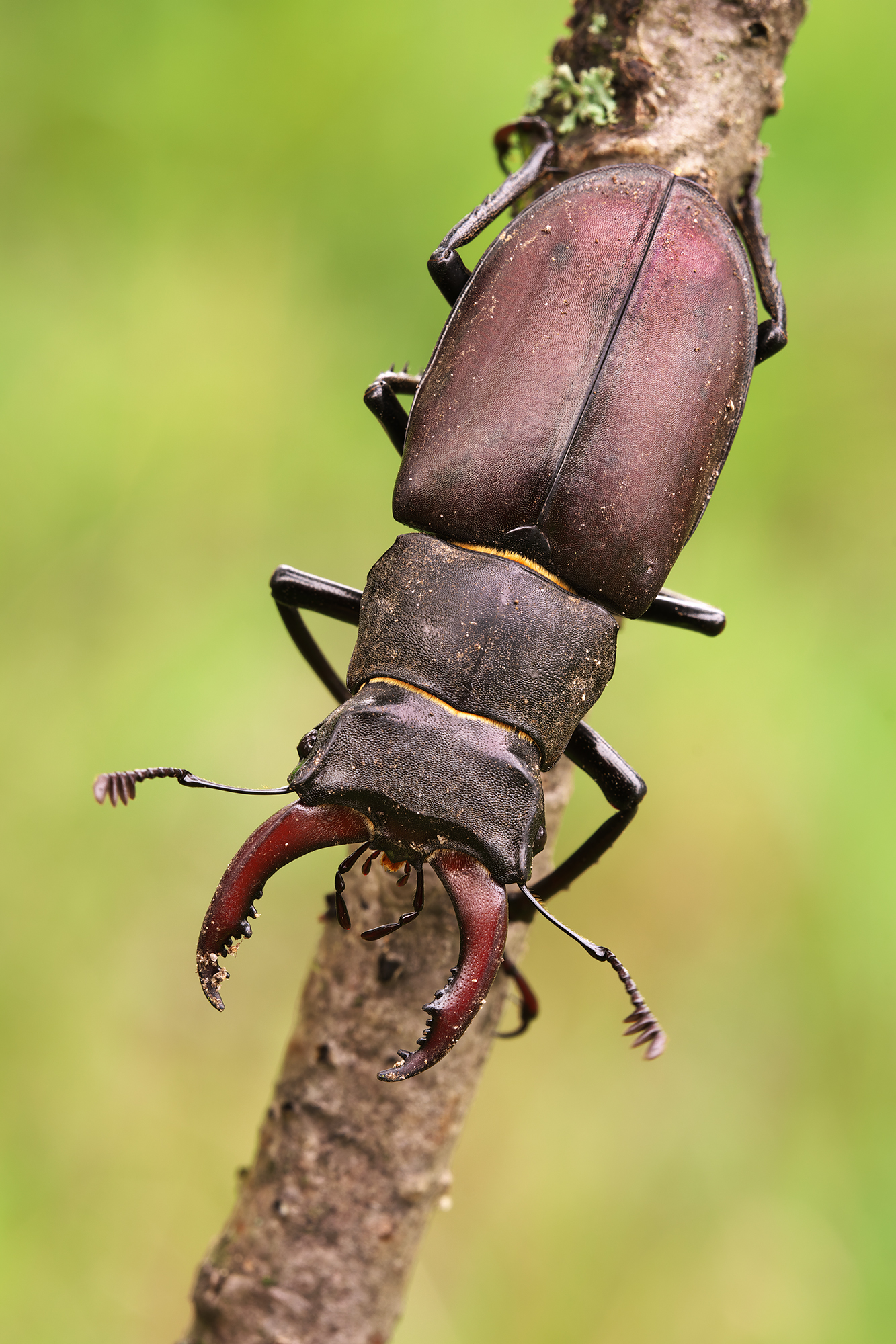 Lucanus cervus
