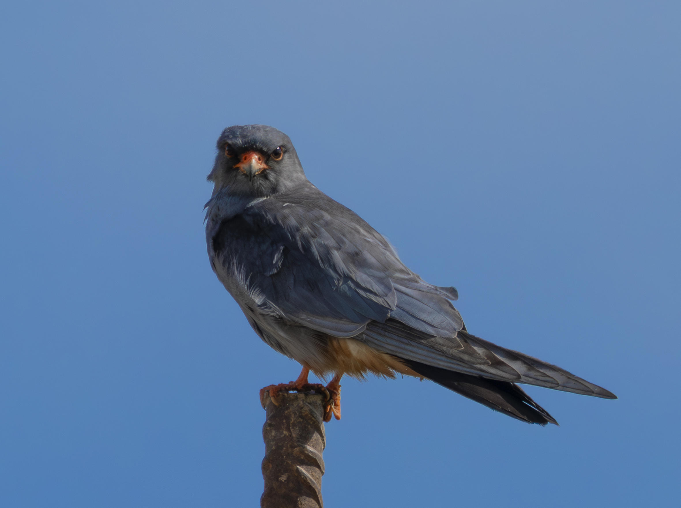 Red-Footed Falcon