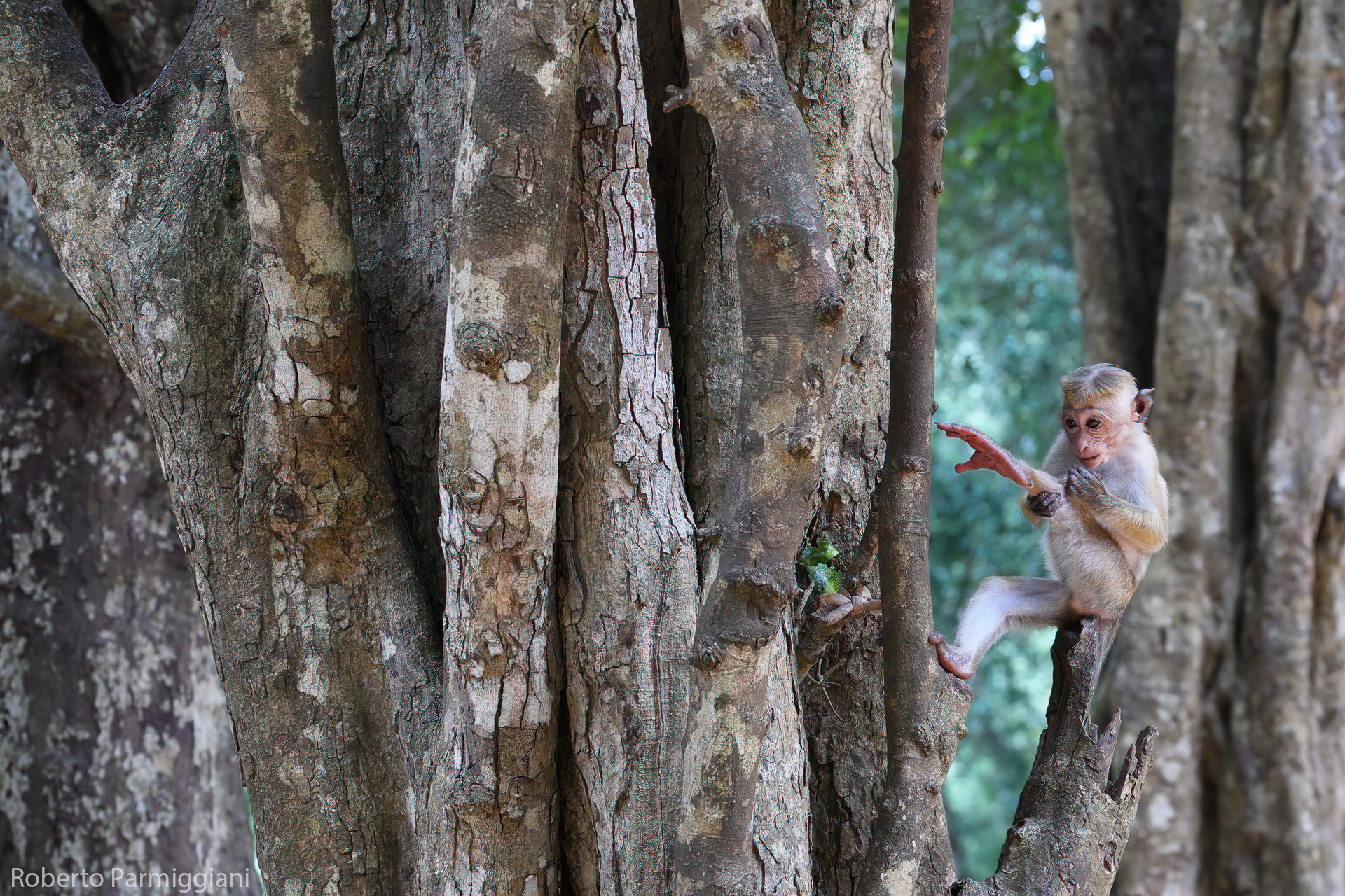 Macaco dal berretto