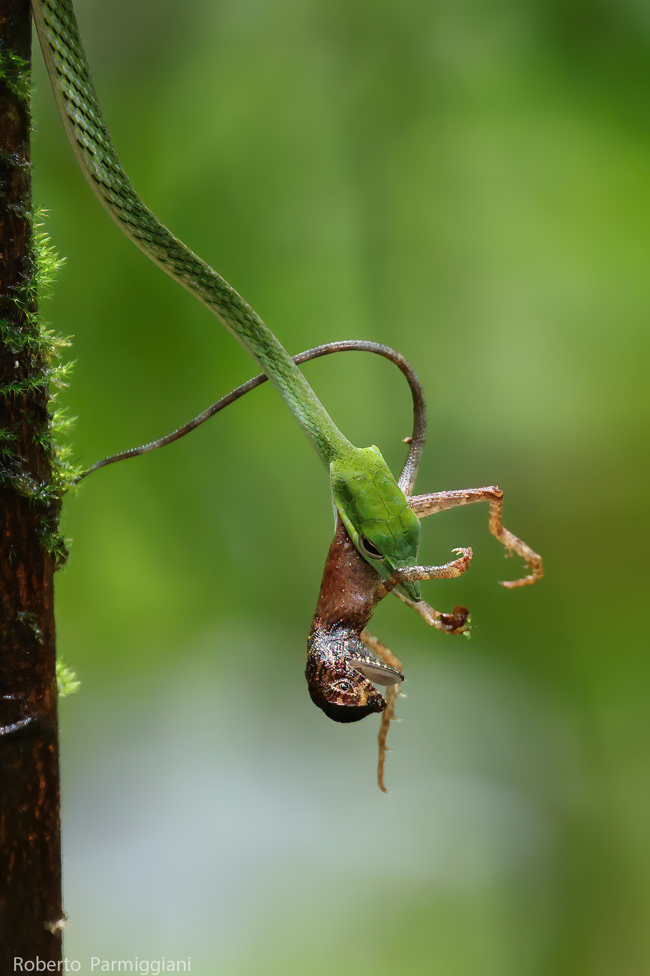 Serpente liana verde (Predazione)