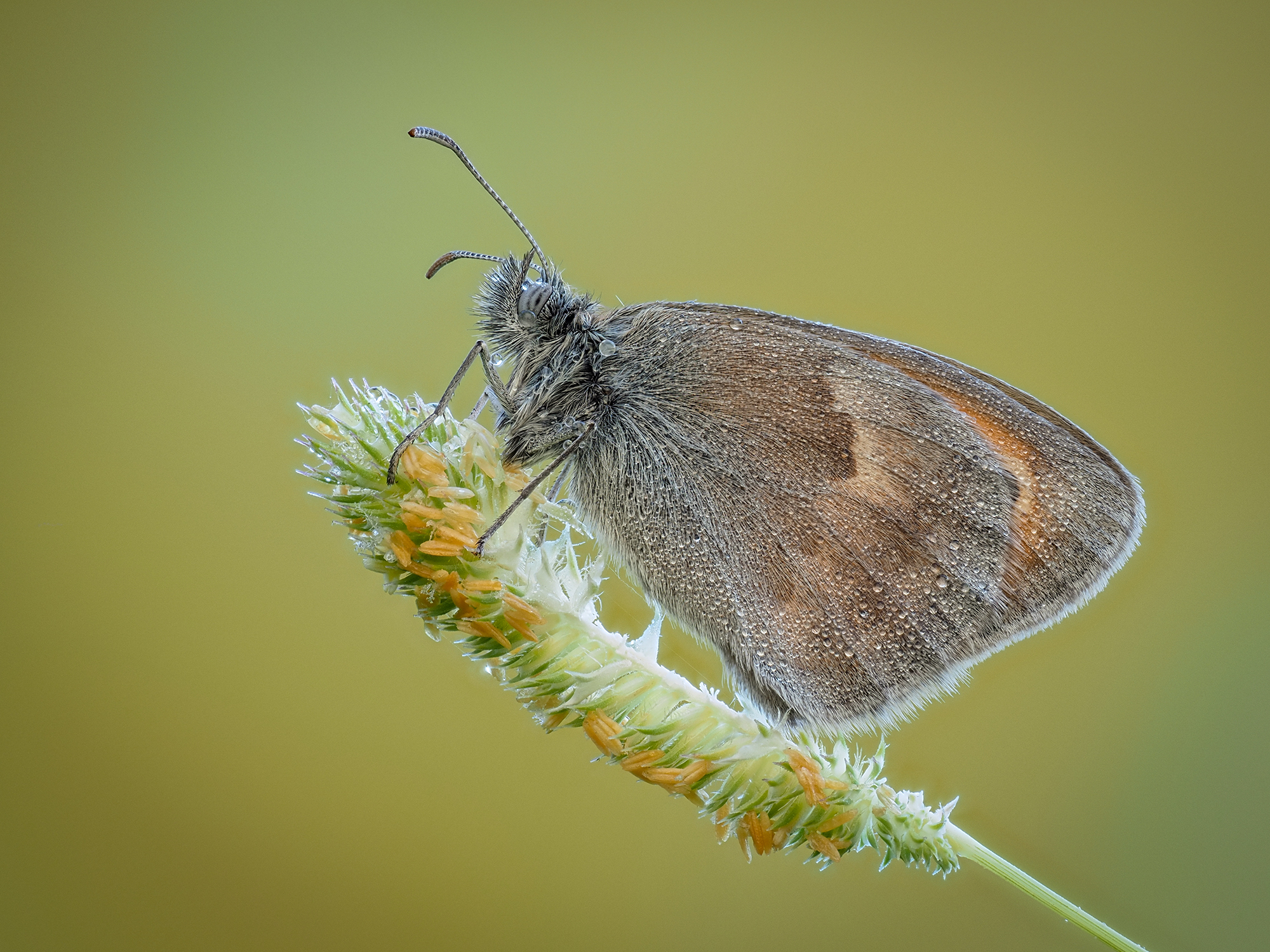 Coenonympha pamphilus