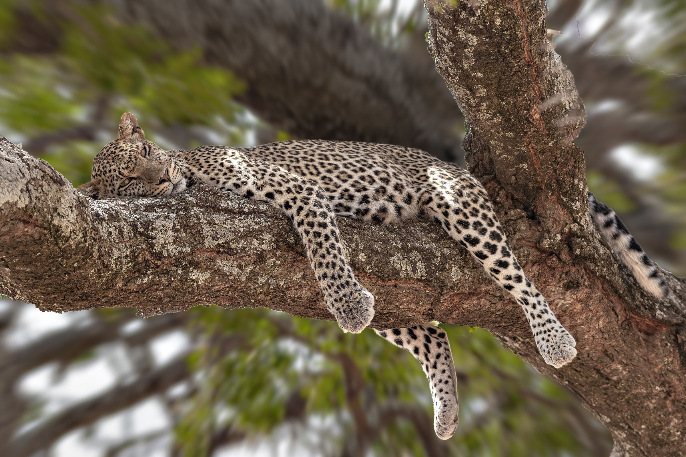 Leopardo in siesta