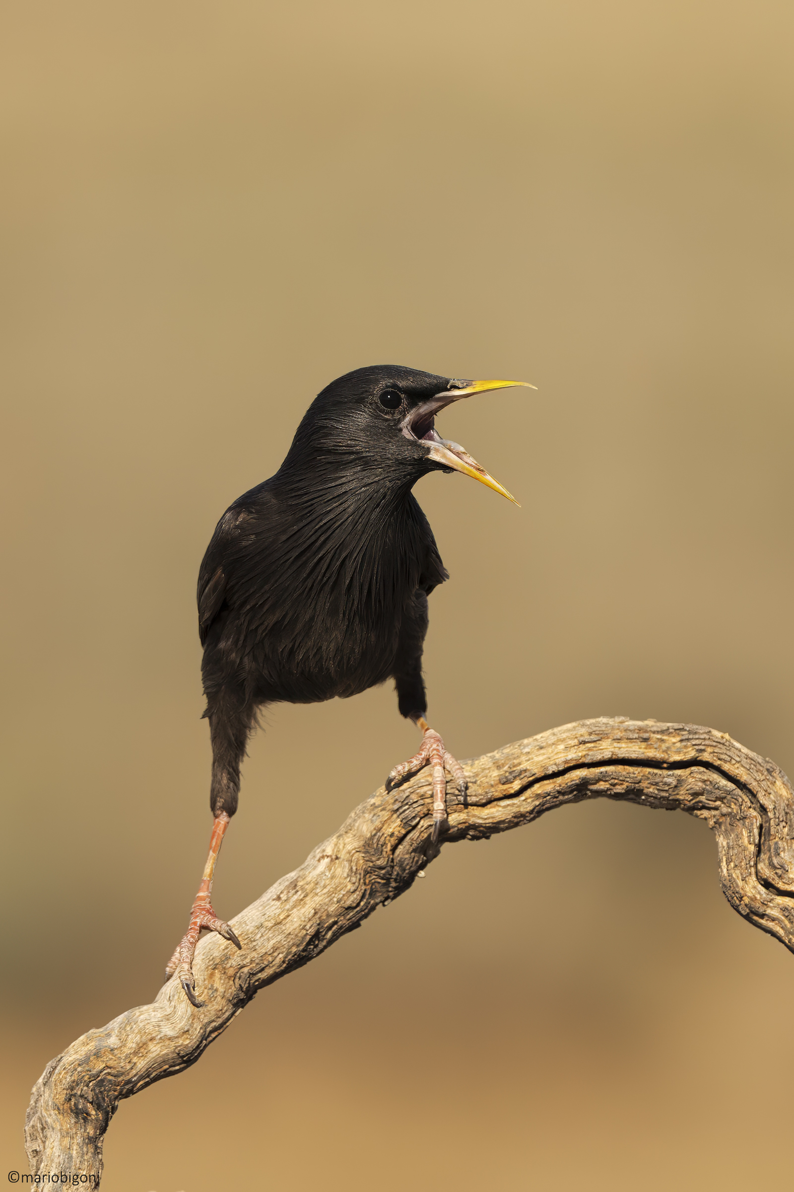 Black Starling