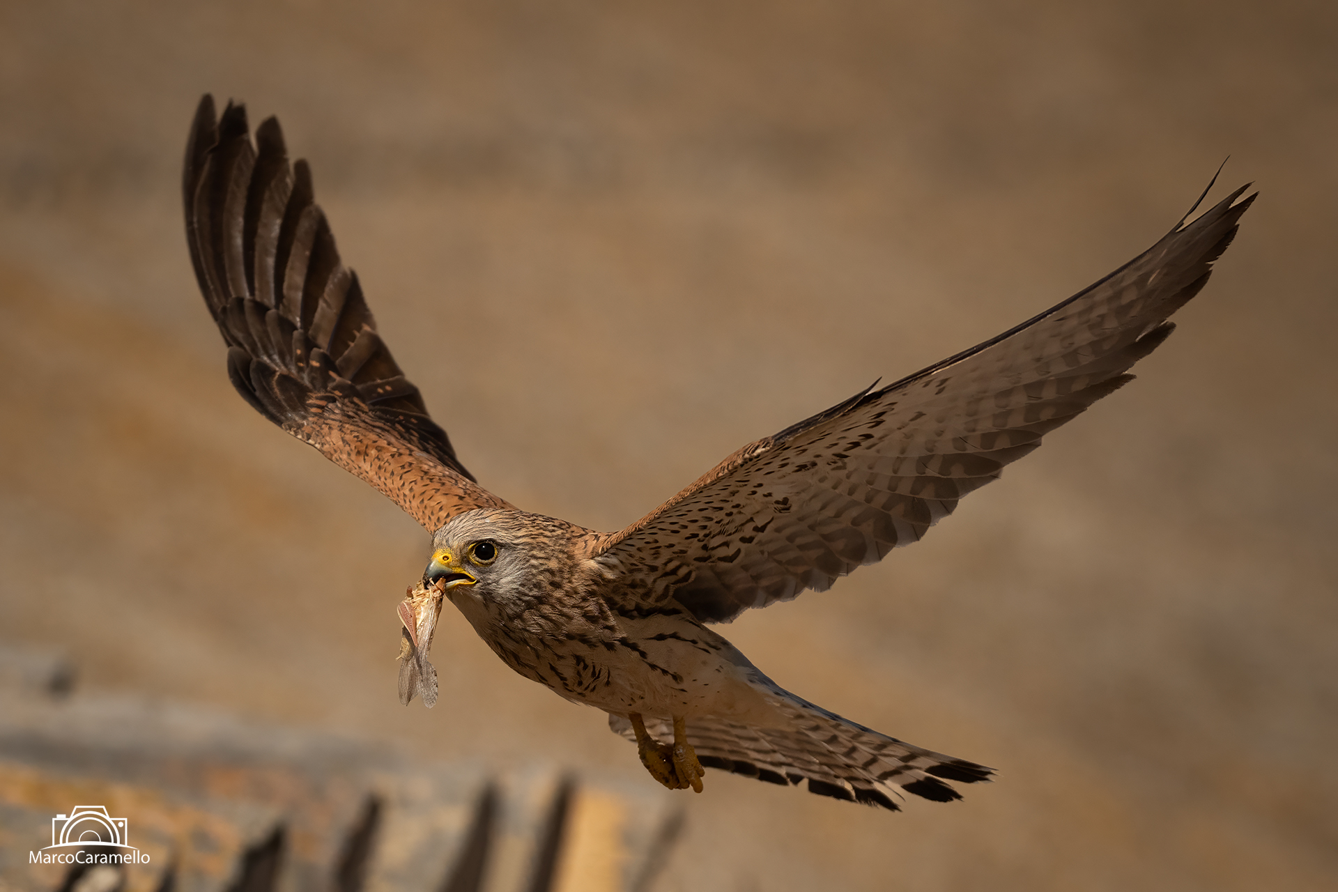 Lesser Kestrel