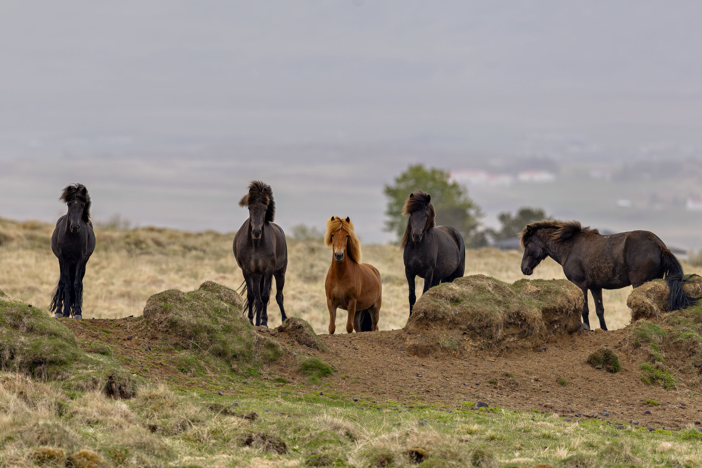 Cavalli islandesi