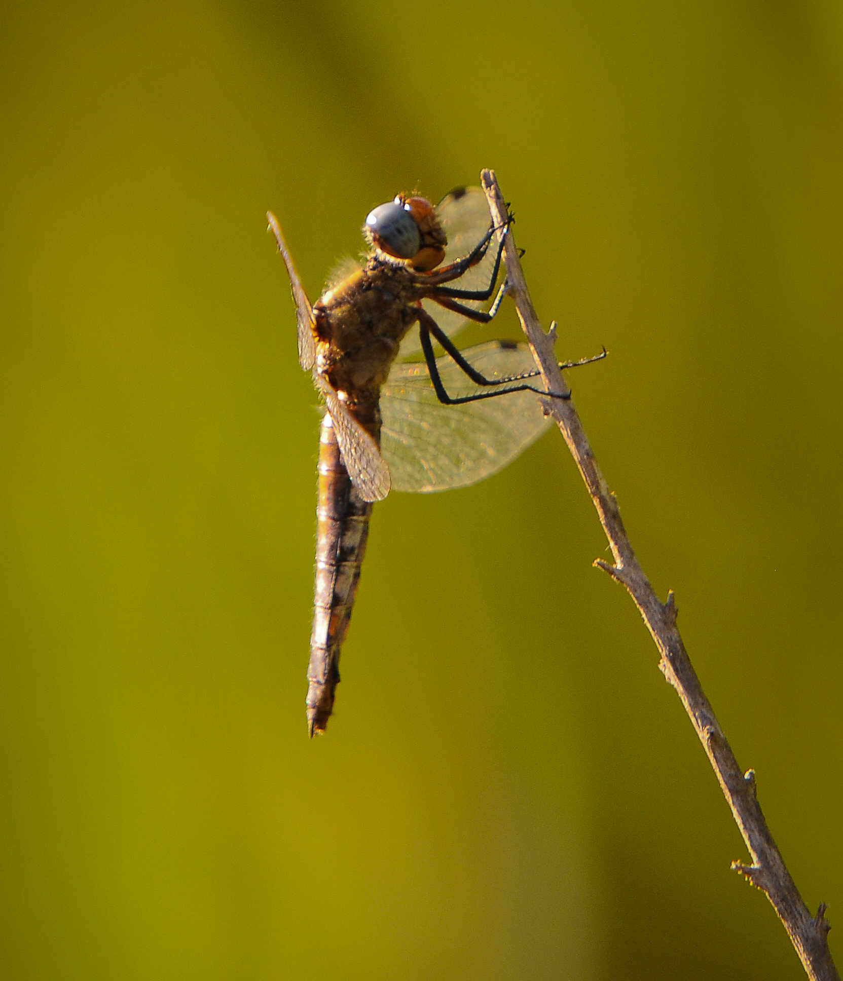 libellula
