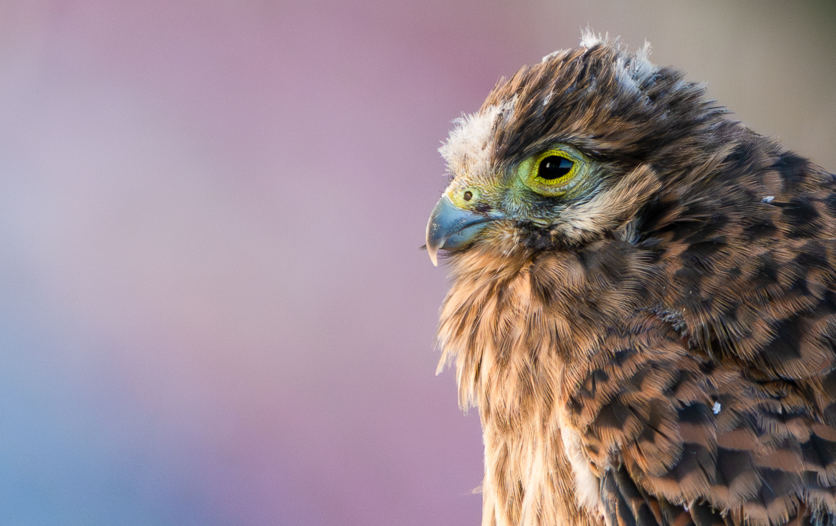 A young kestrel looks out at sunset