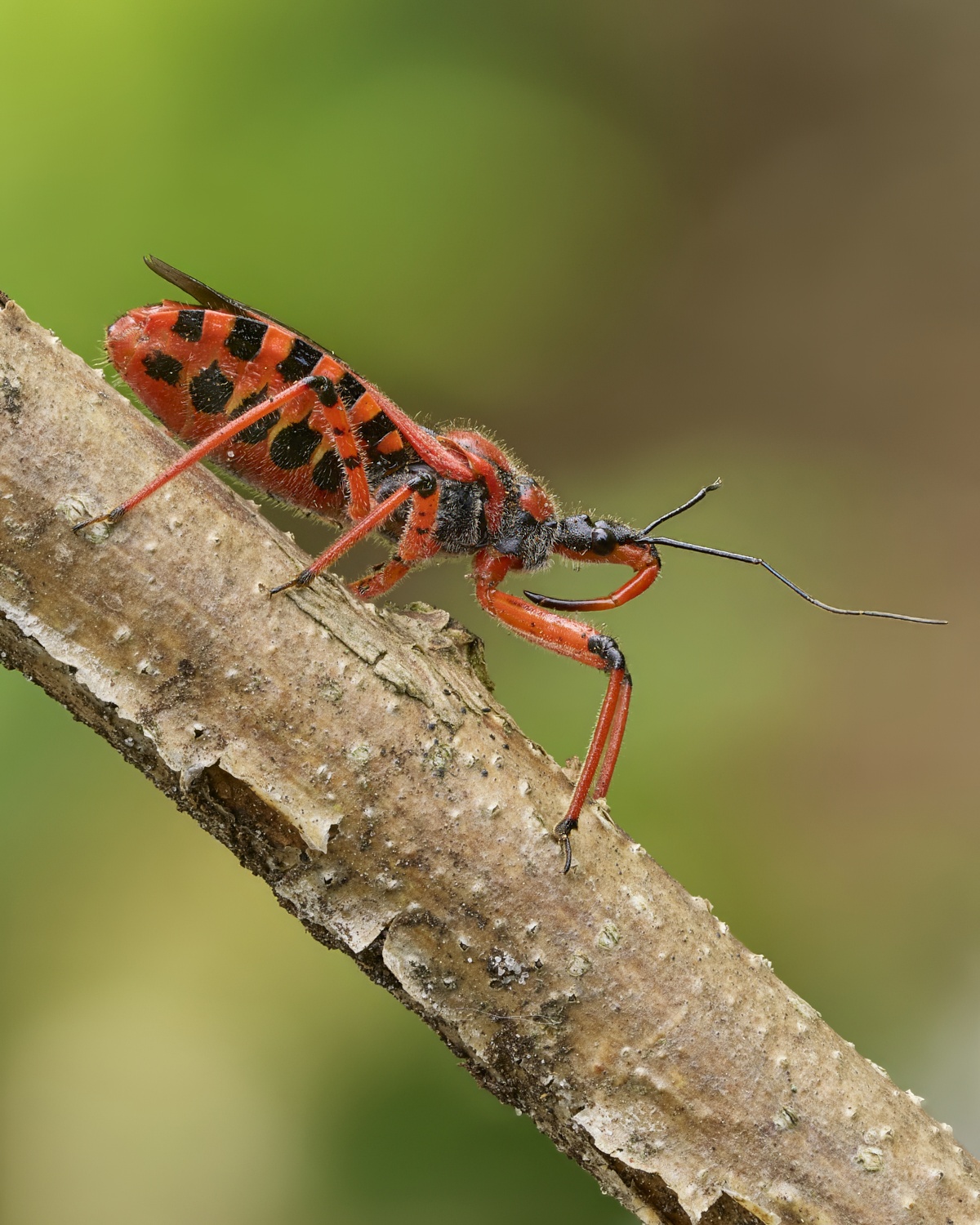 Rhynocoris iracundus