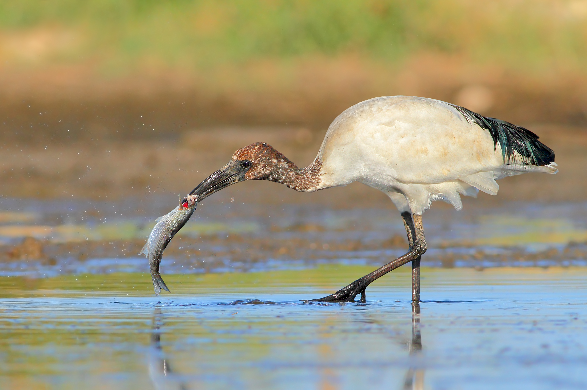 Ibis sacro