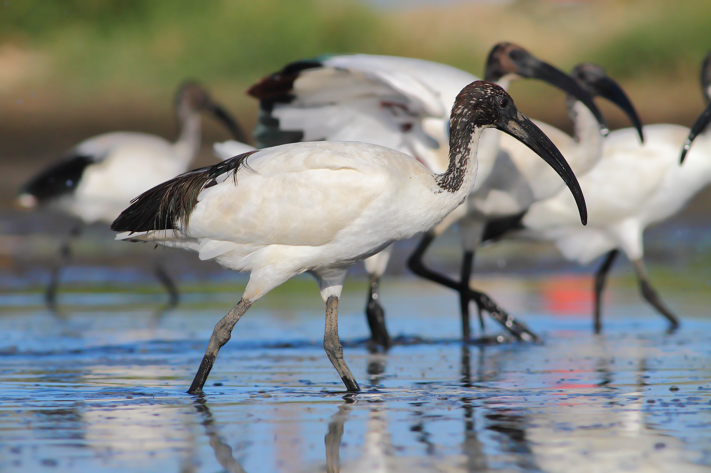 Ibis sacri